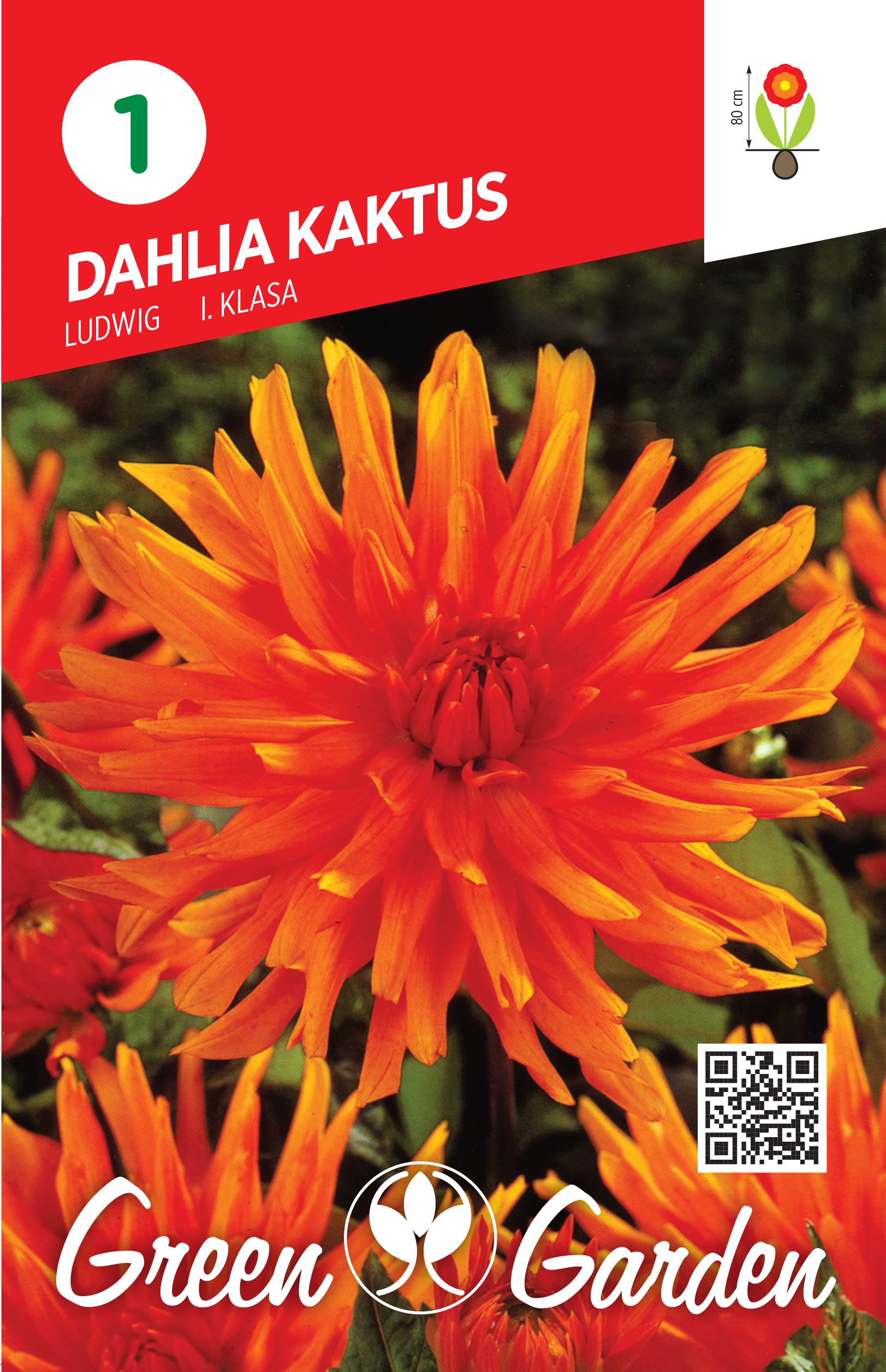 DAHLIA KAKTUS - LUDWIG I KLASA BR.LUK.1