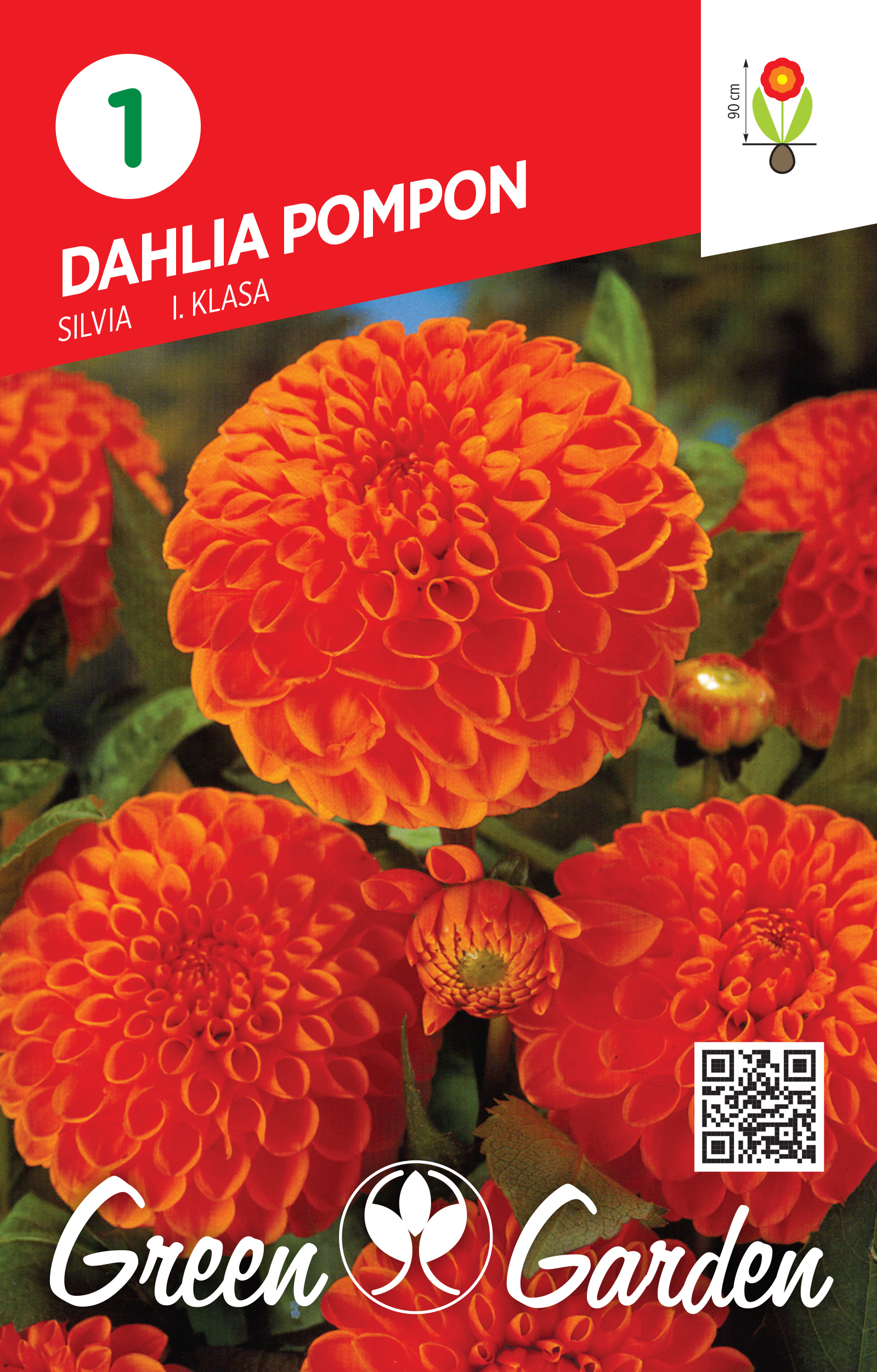 DAHLIA POMPON - SILVIA I KLASA BR.LUK.1