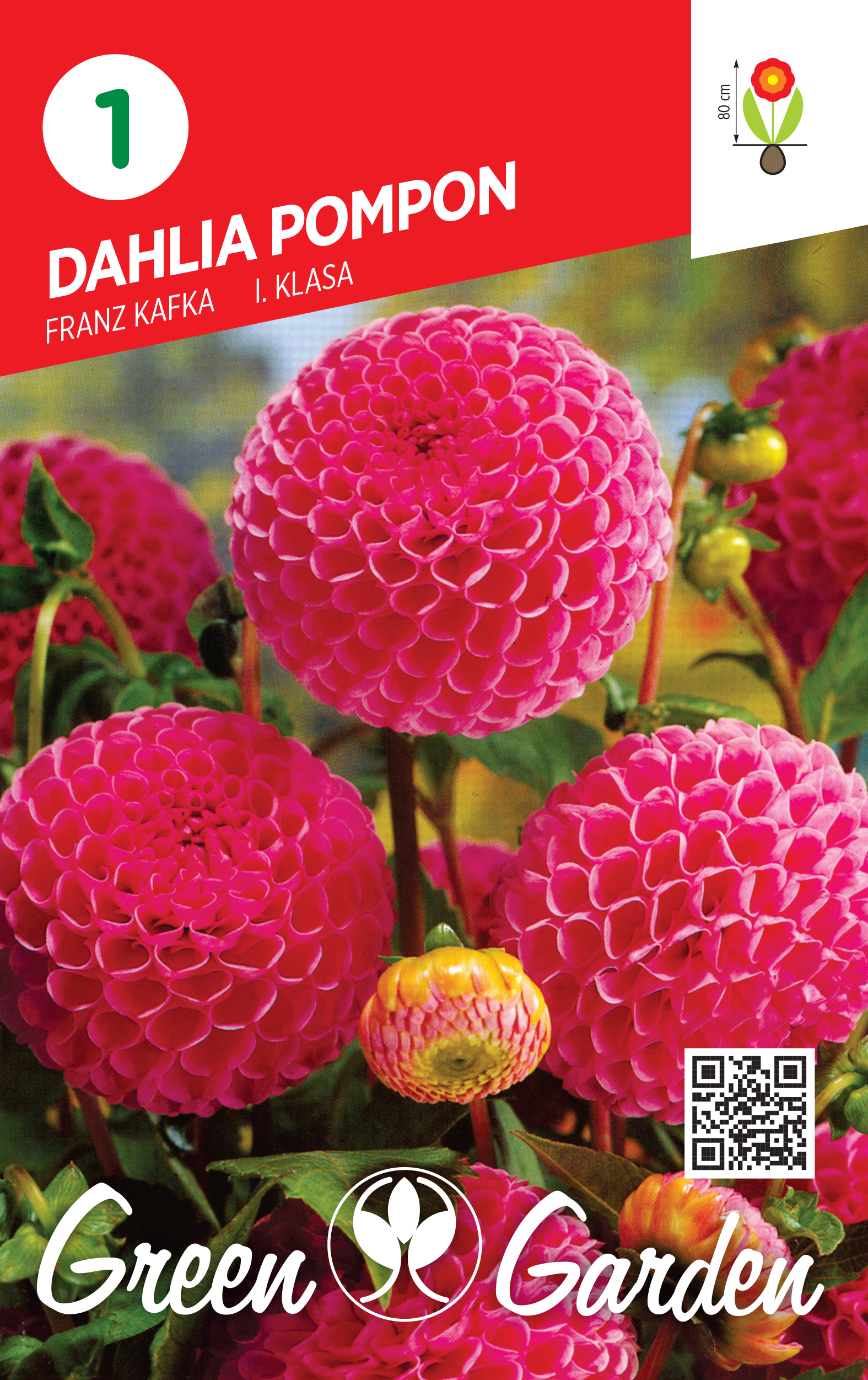 DAHLIA POMPON - FRANZ I KLASA BR.LUK.1