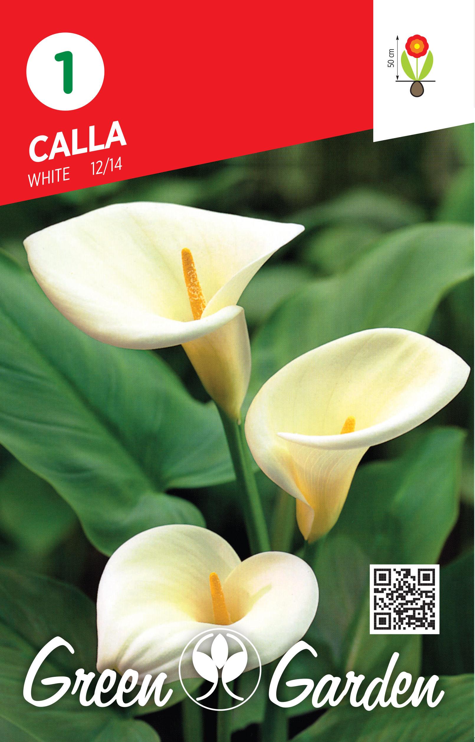 CALLA - WHITE 12/14 BR.LUK.1