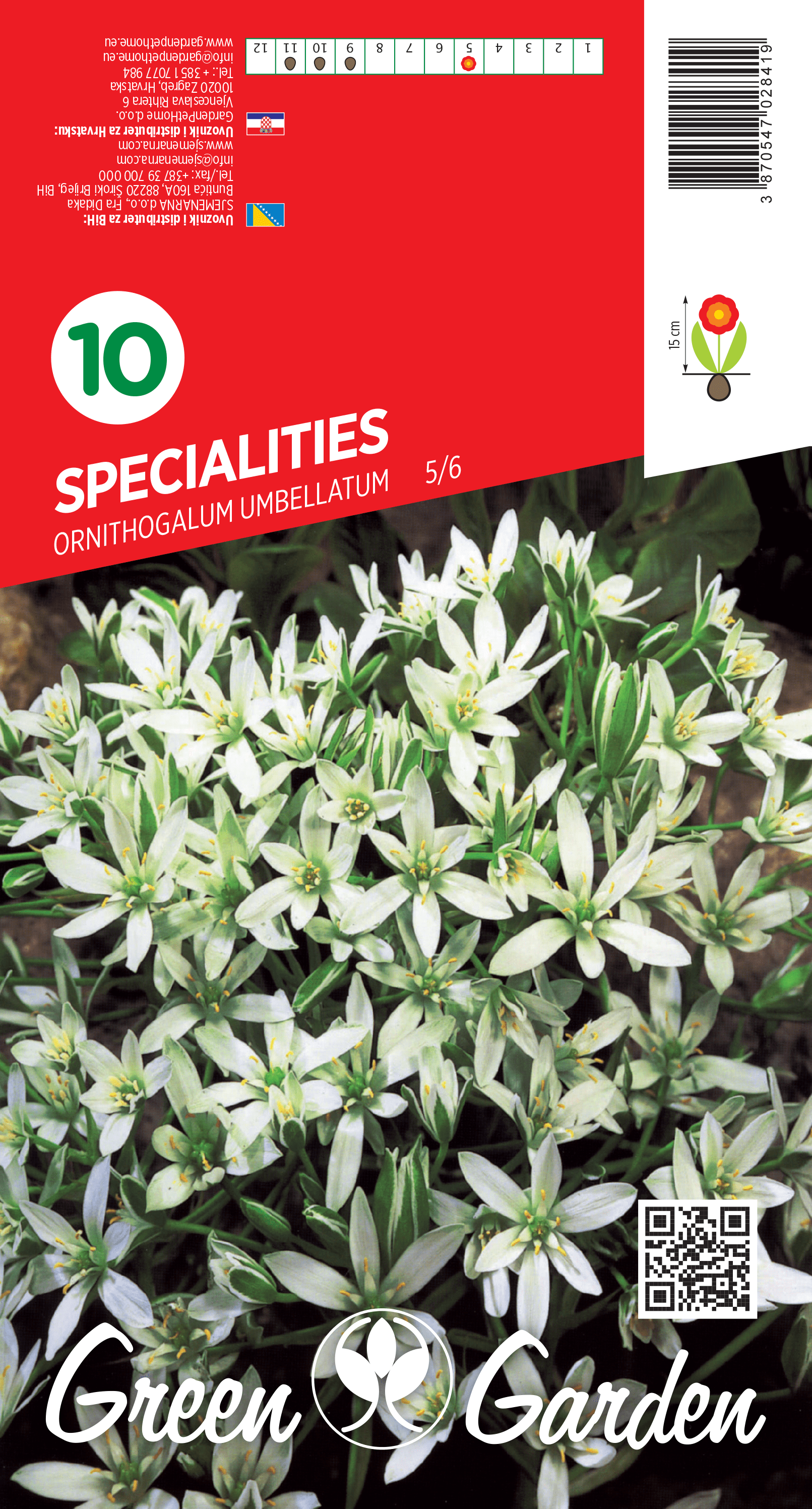 SPECIALITIES ORNITHOGALUM UMBELLATUM 5/6 BR.LUK.10