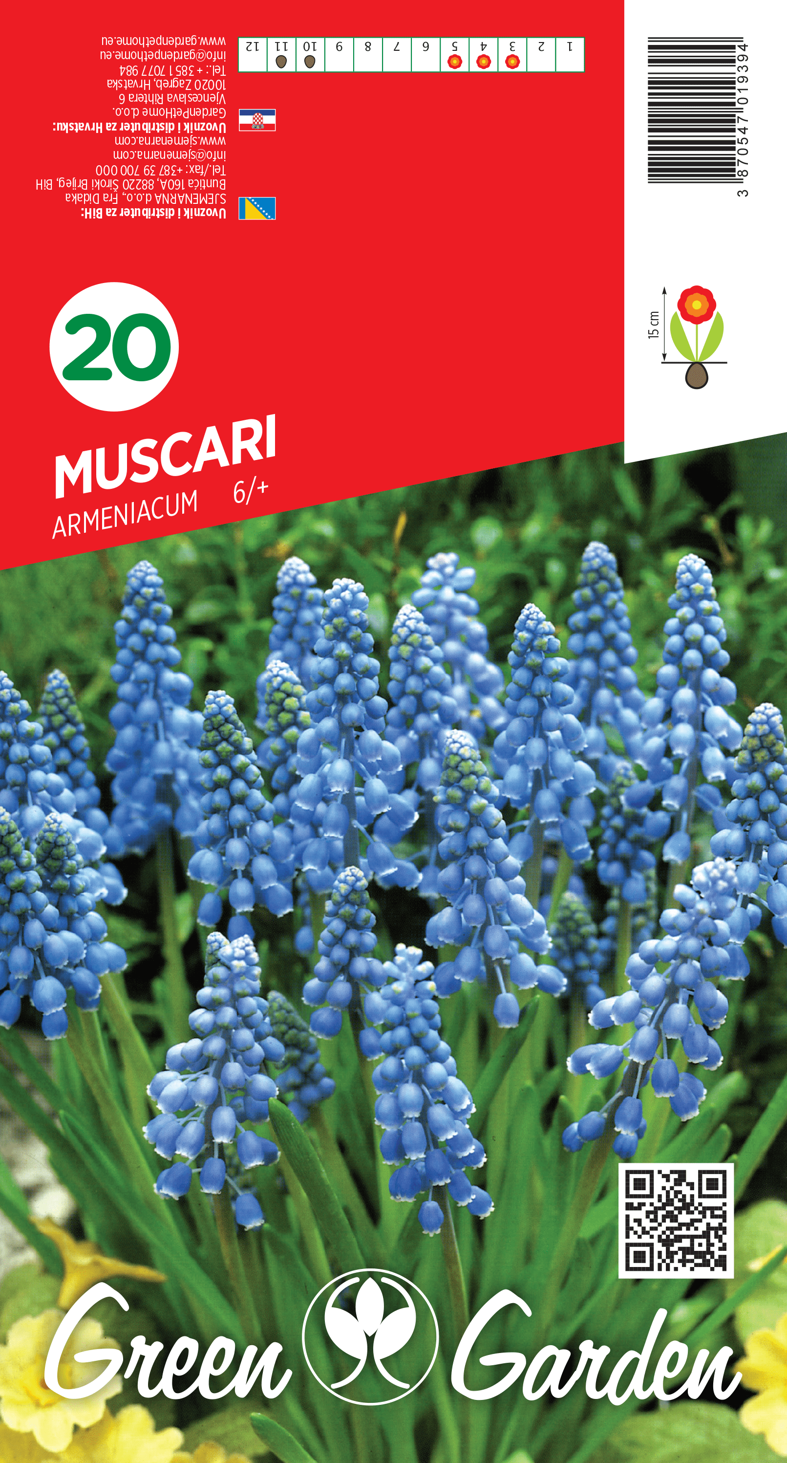 MUSCARI ARMENIACUM 6/+ BR.LUK.20