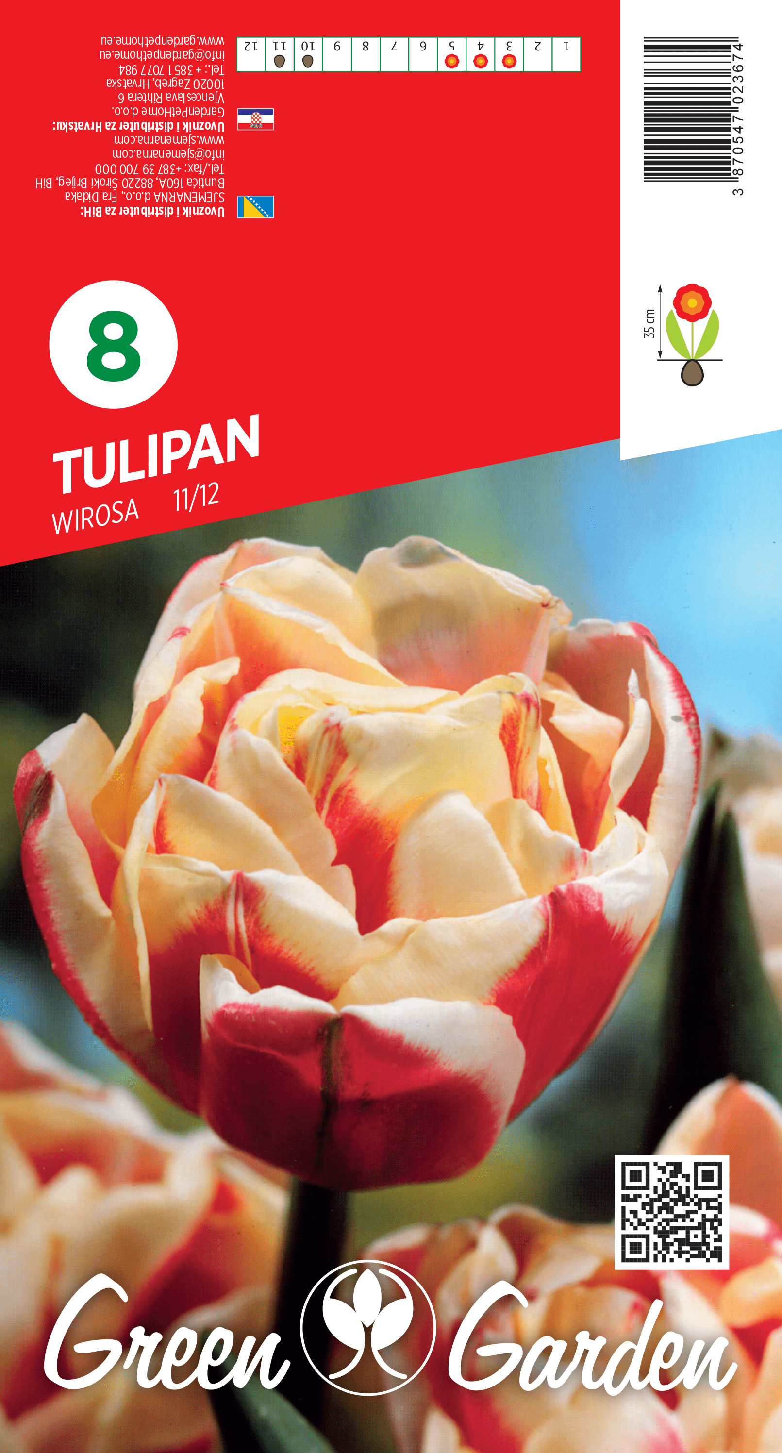 TULIPAN - WIROSA 11/12 BR.LUK.8