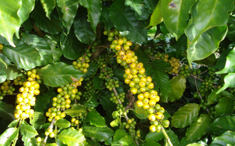 Arara Natural SCA 85