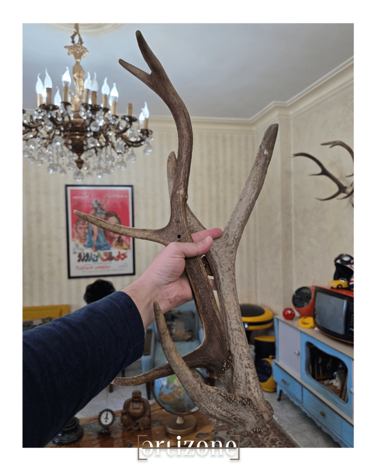 Deer Antlers