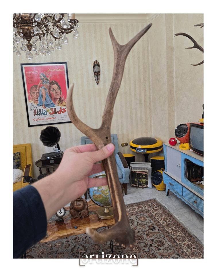 Deer Antlers