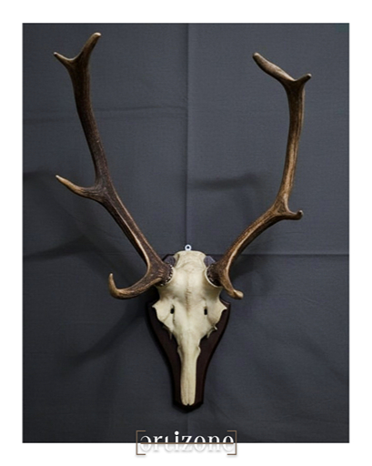 Mounted deer antlers