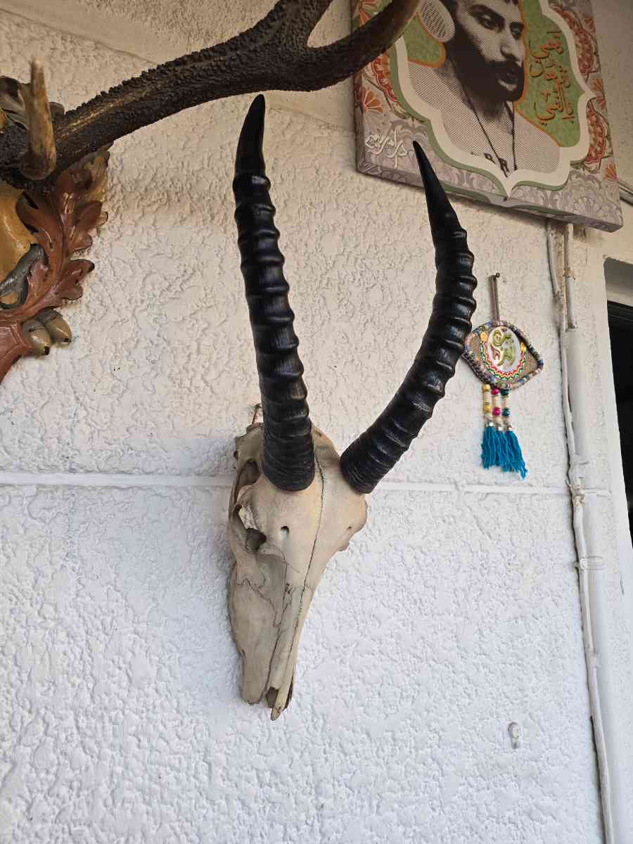 Mounted Antelope Skull