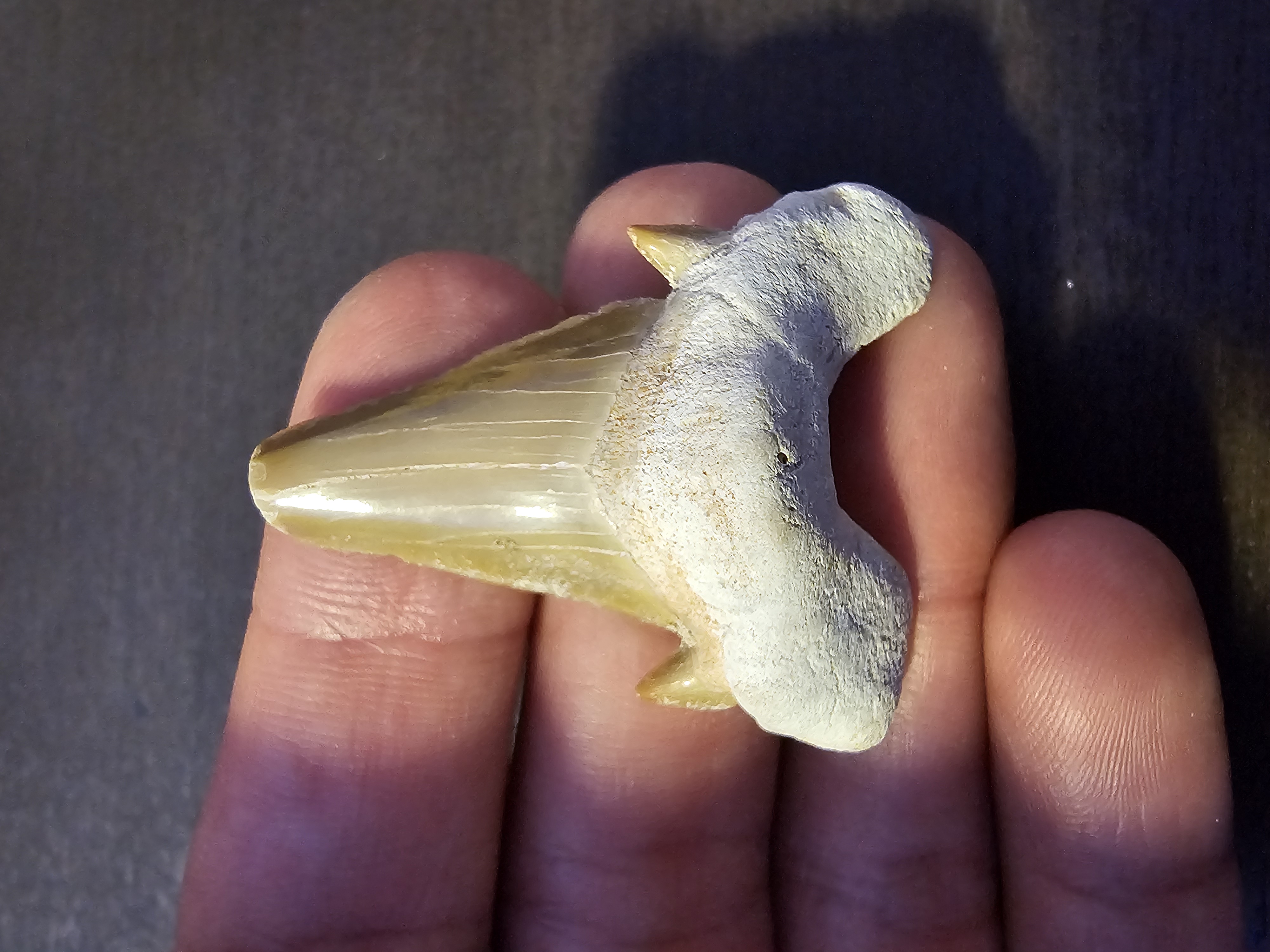 Otodus Shark Tooth