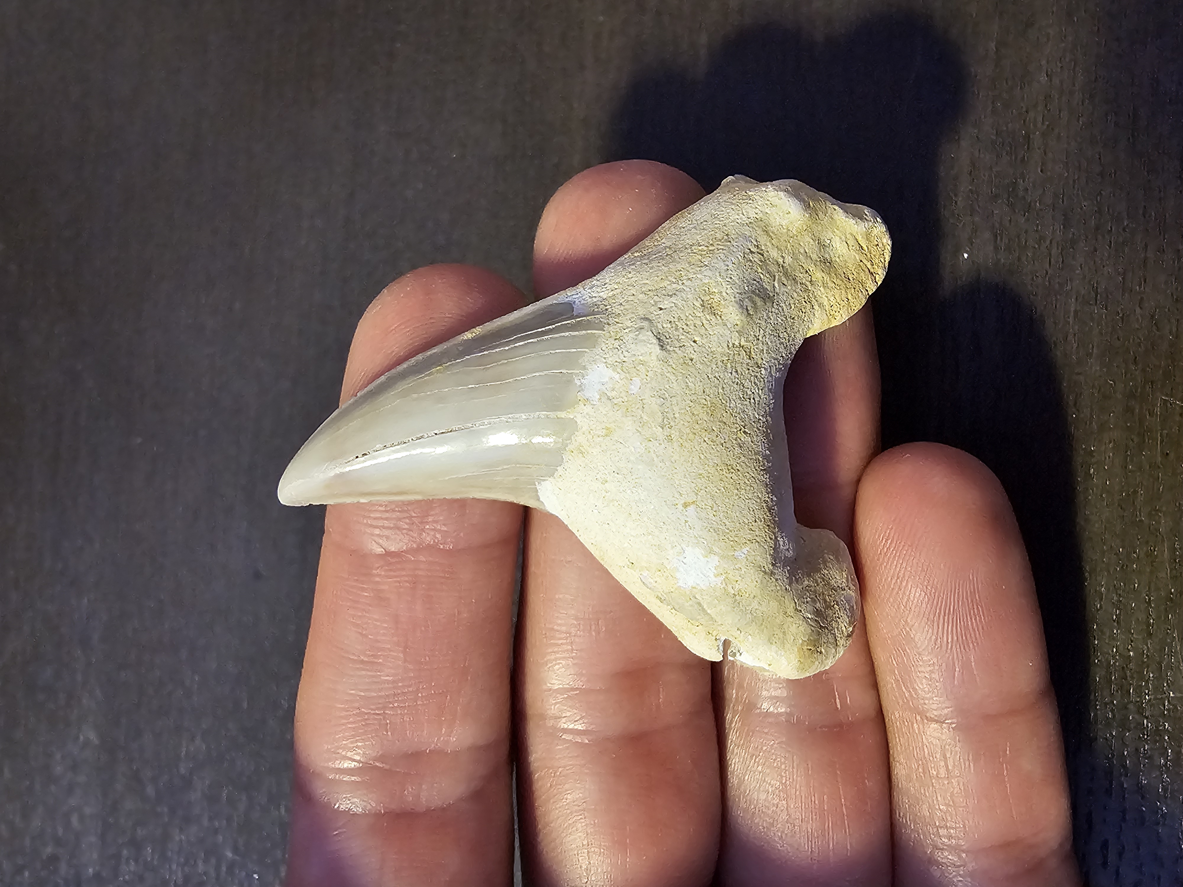 Otodus Shark Tooth