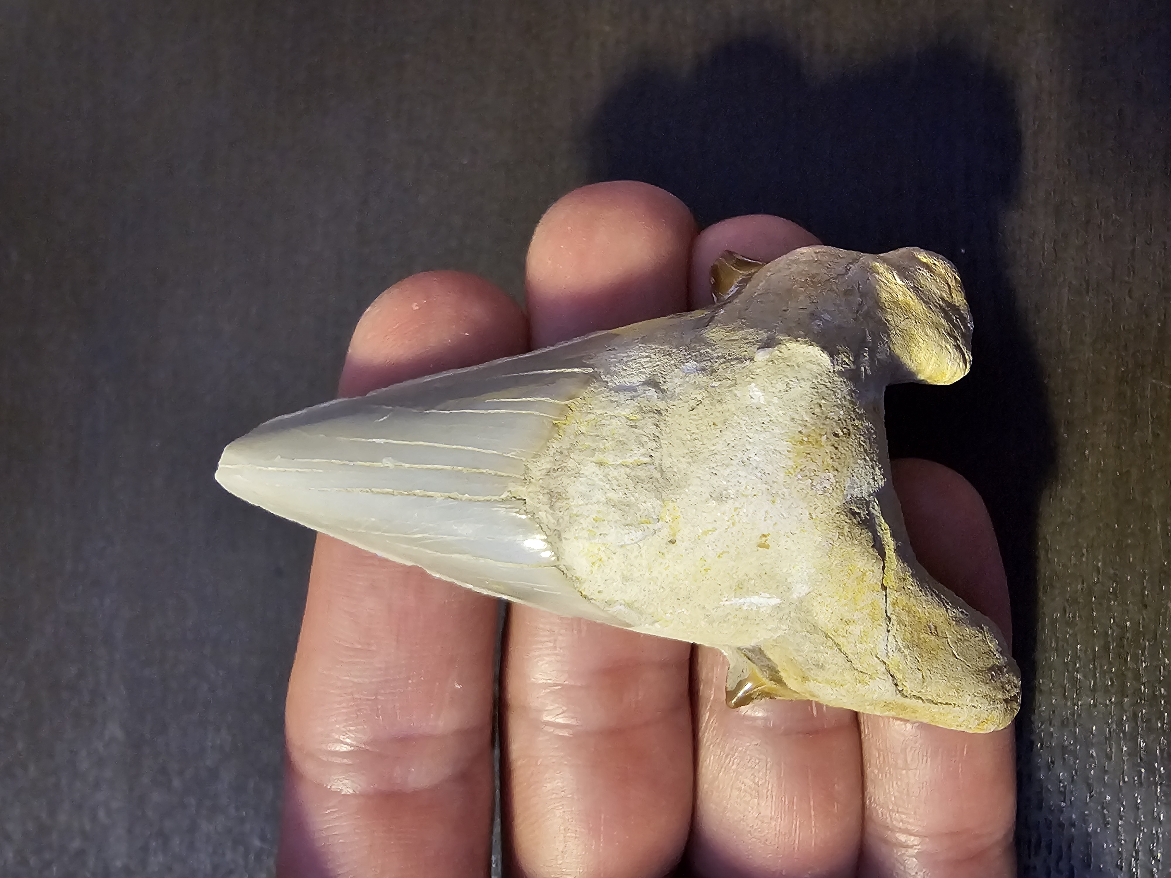 Otodus Shark Tooth
