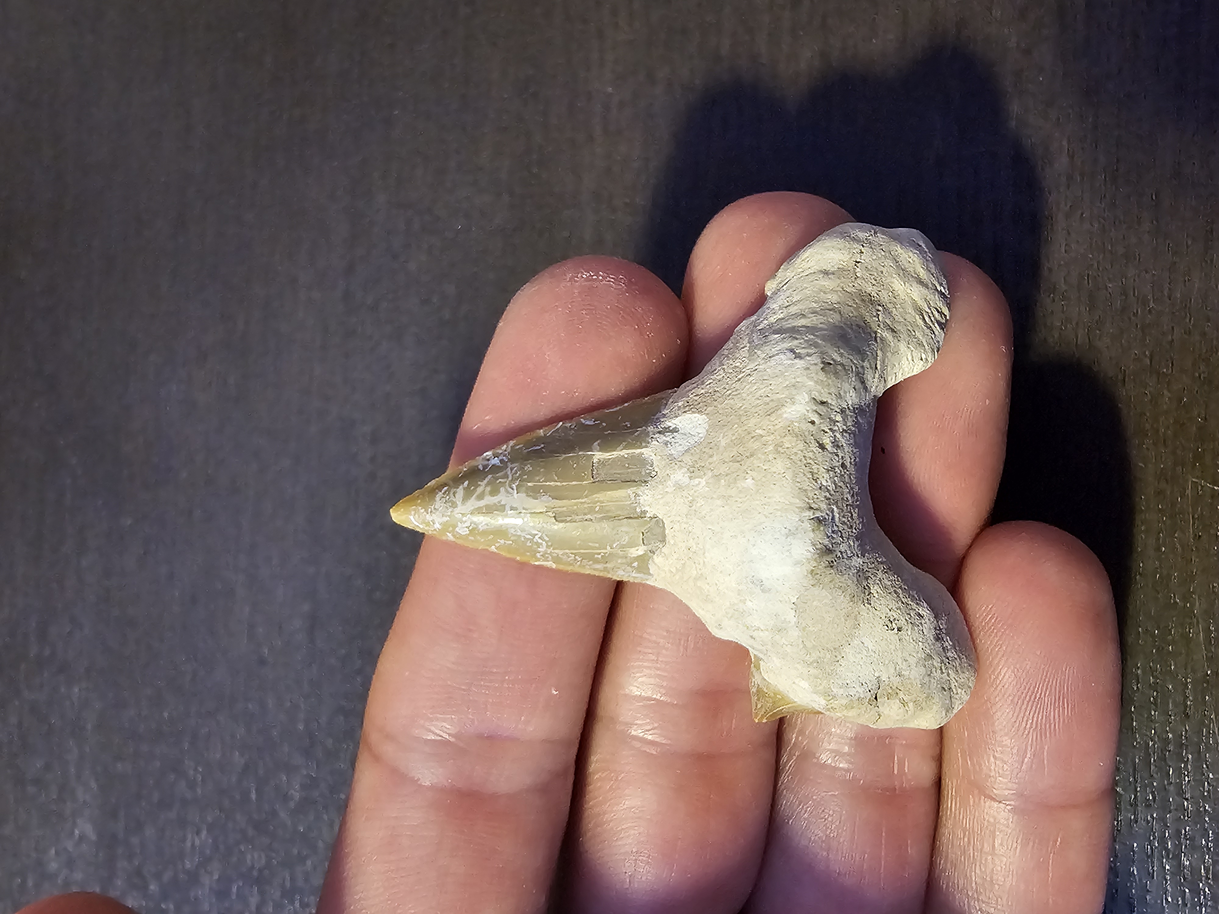 Otodus Shark Tooth