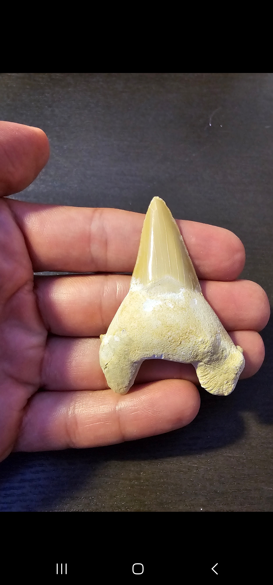 Otodus Shark Tooth