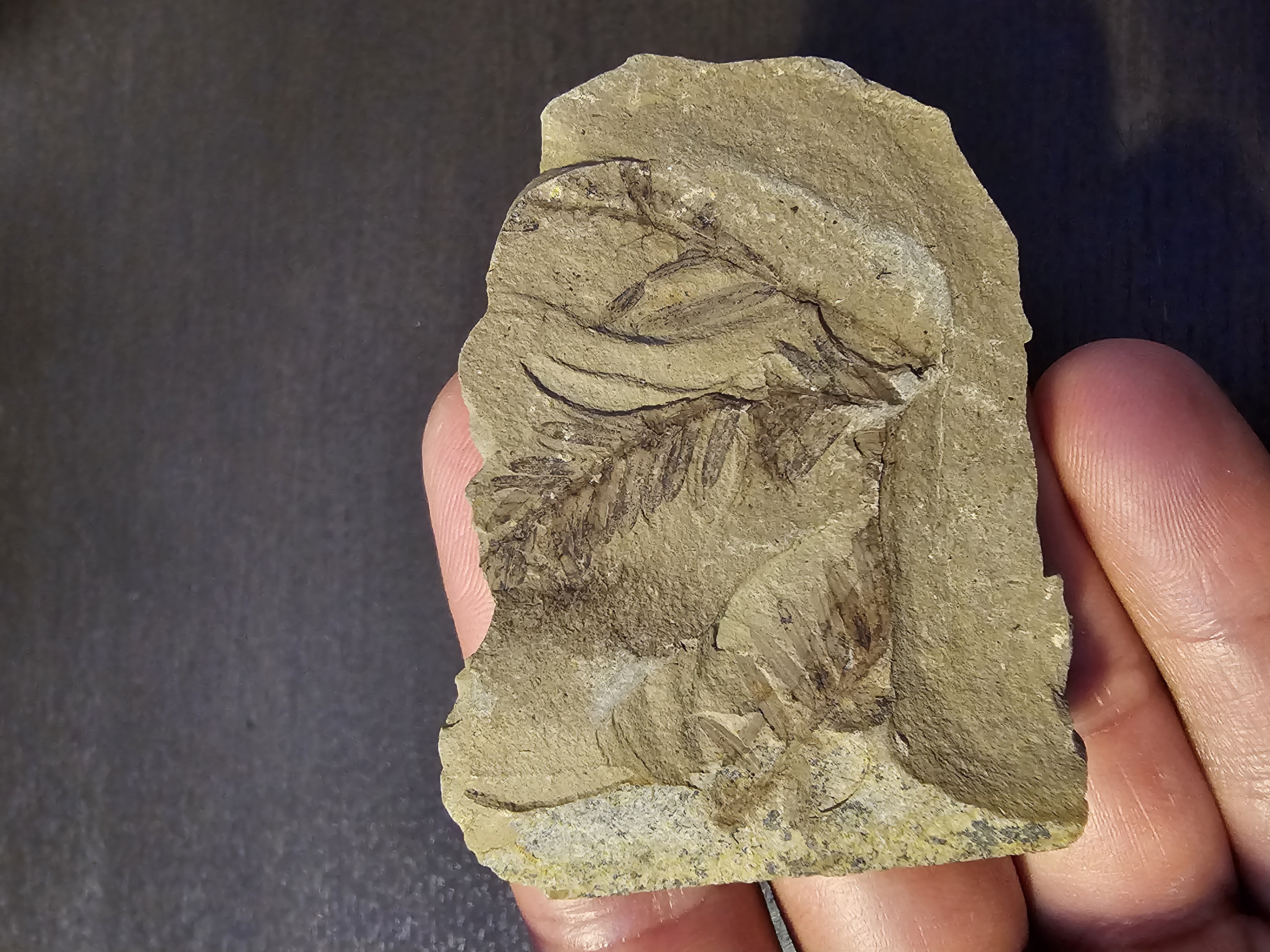 Plant Fossil (Metasequoia)