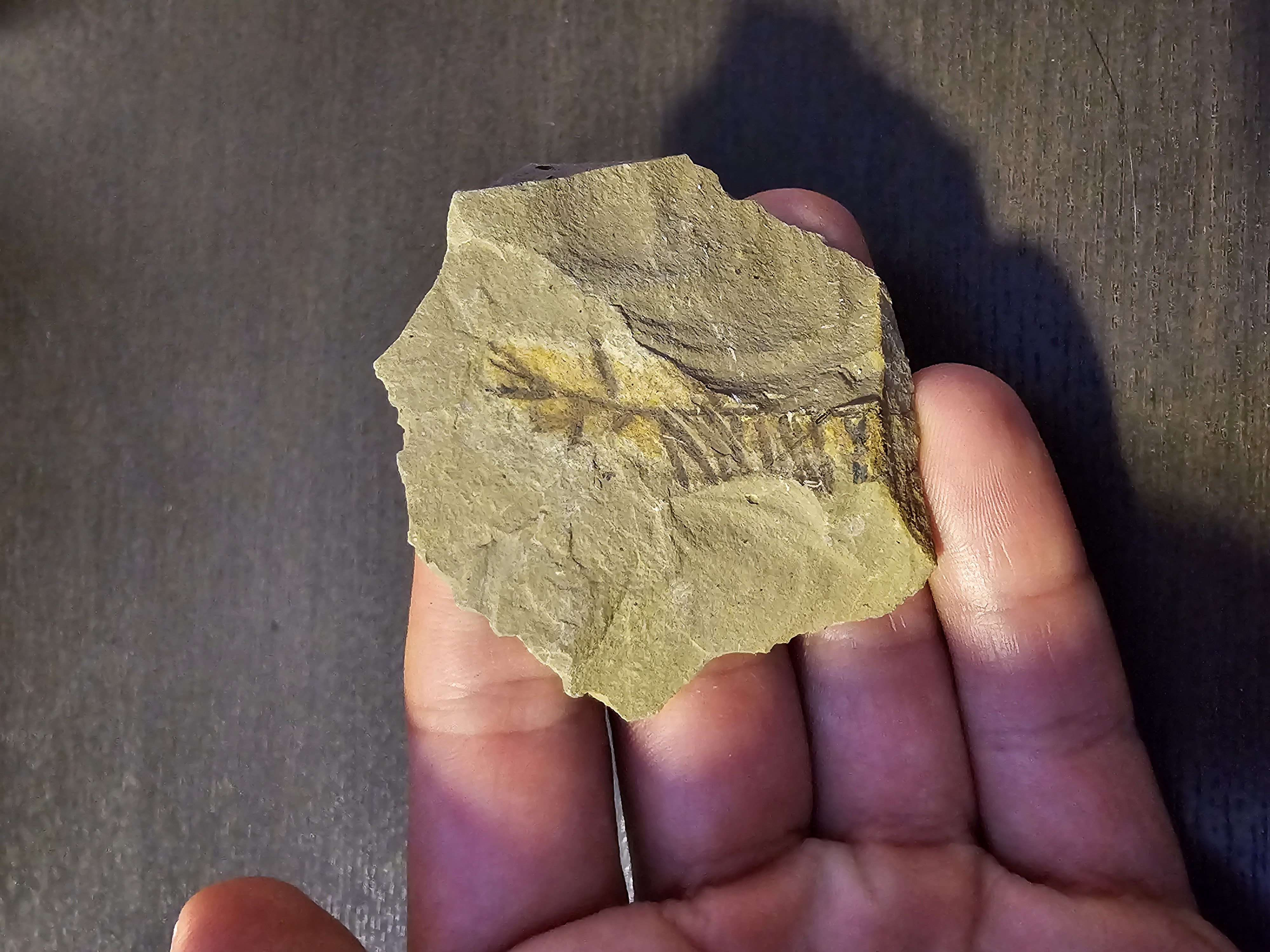 Plant Fossil (Metasequoia)