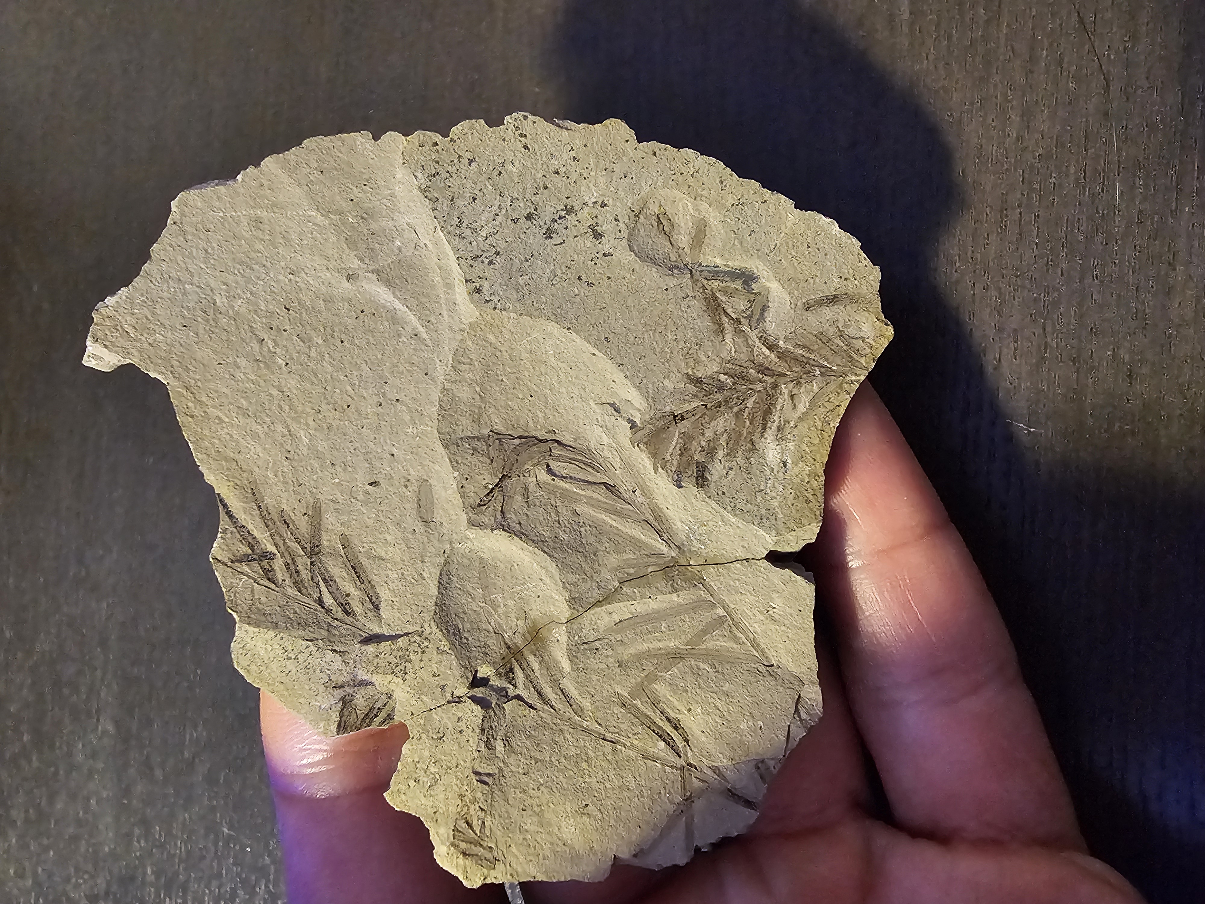 Plant Fossil (Metasequoia)