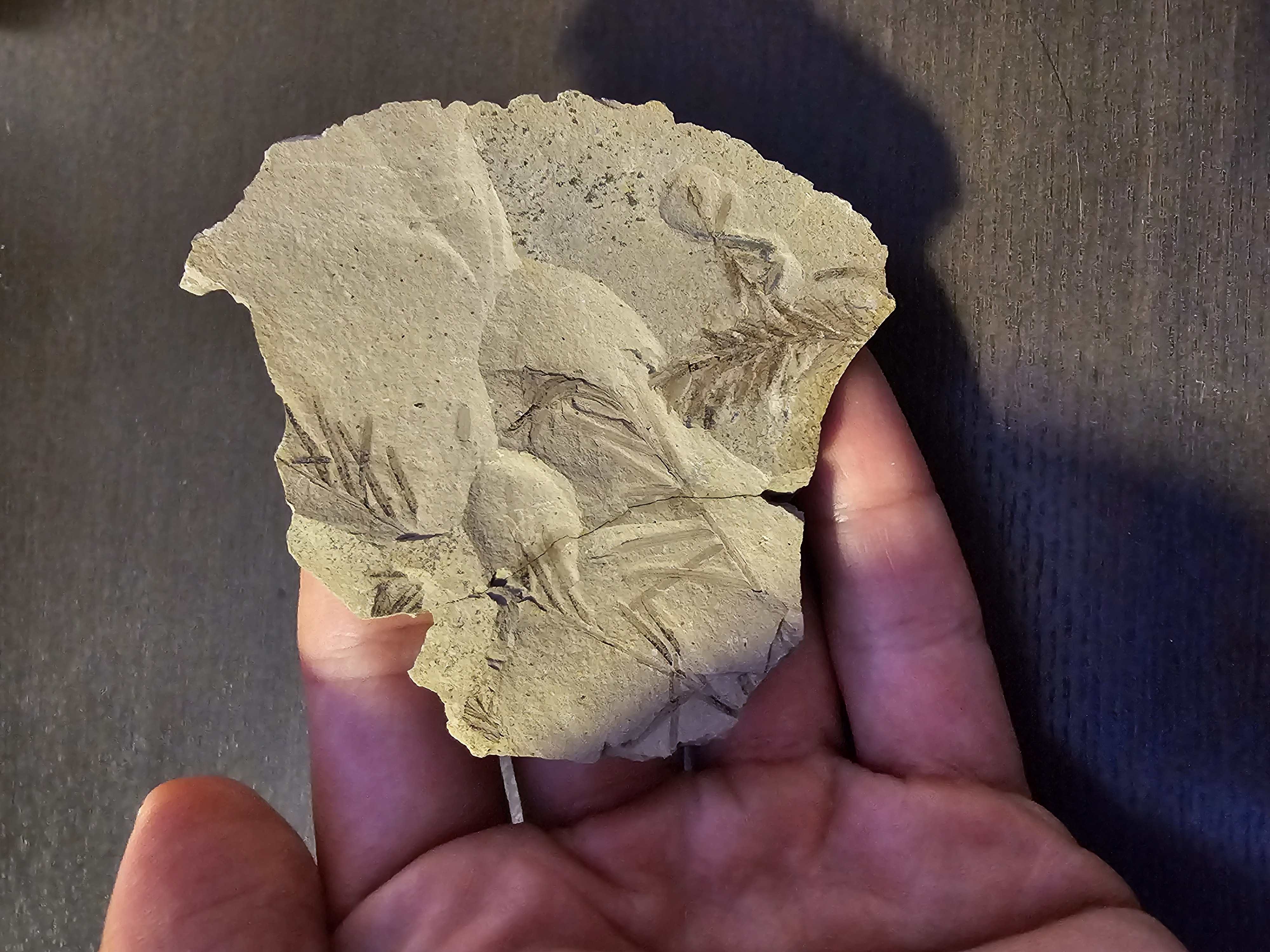 Plant Fossil (Metasequoia)