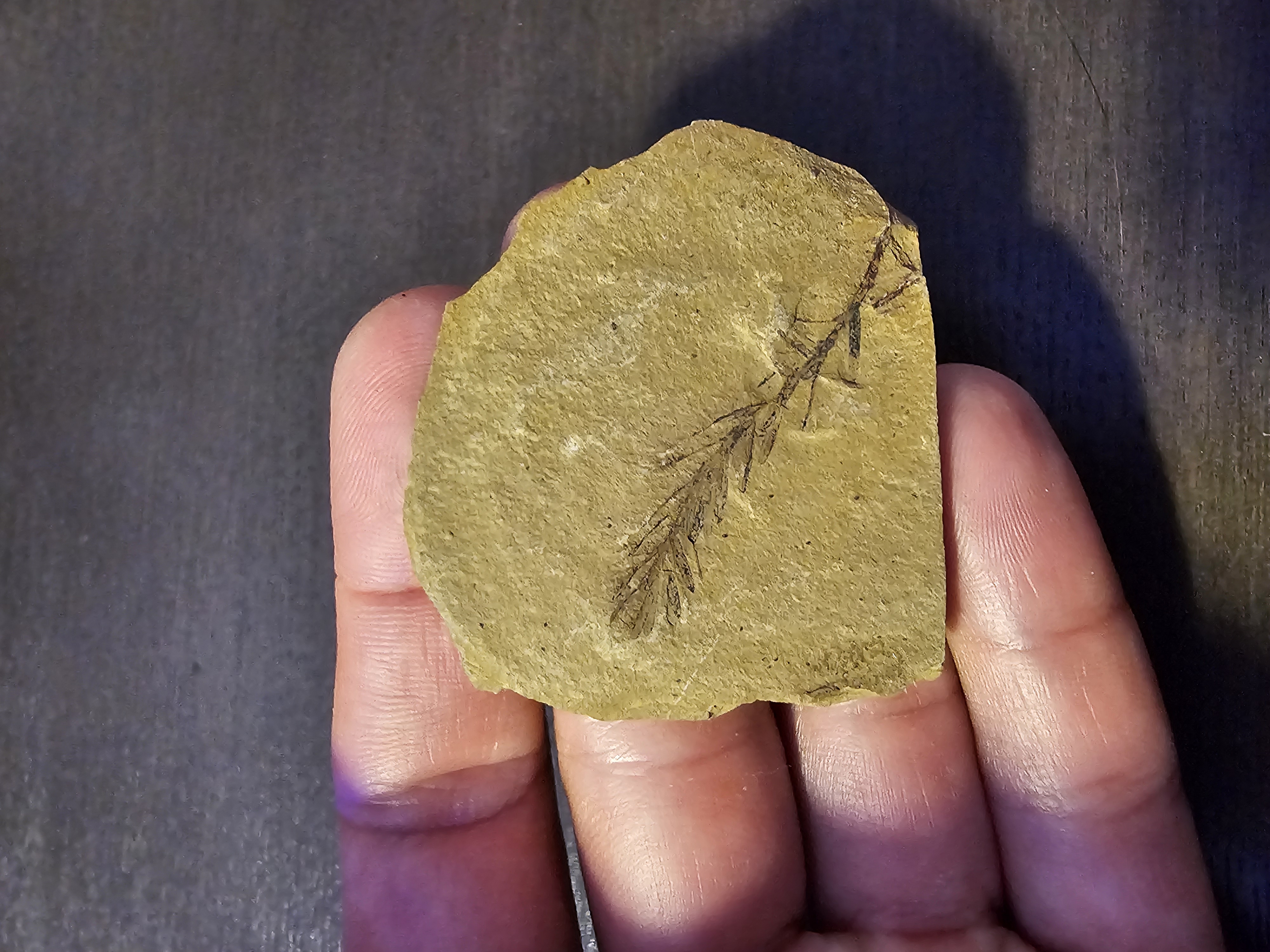 Plant Fossil (Metasequoia)