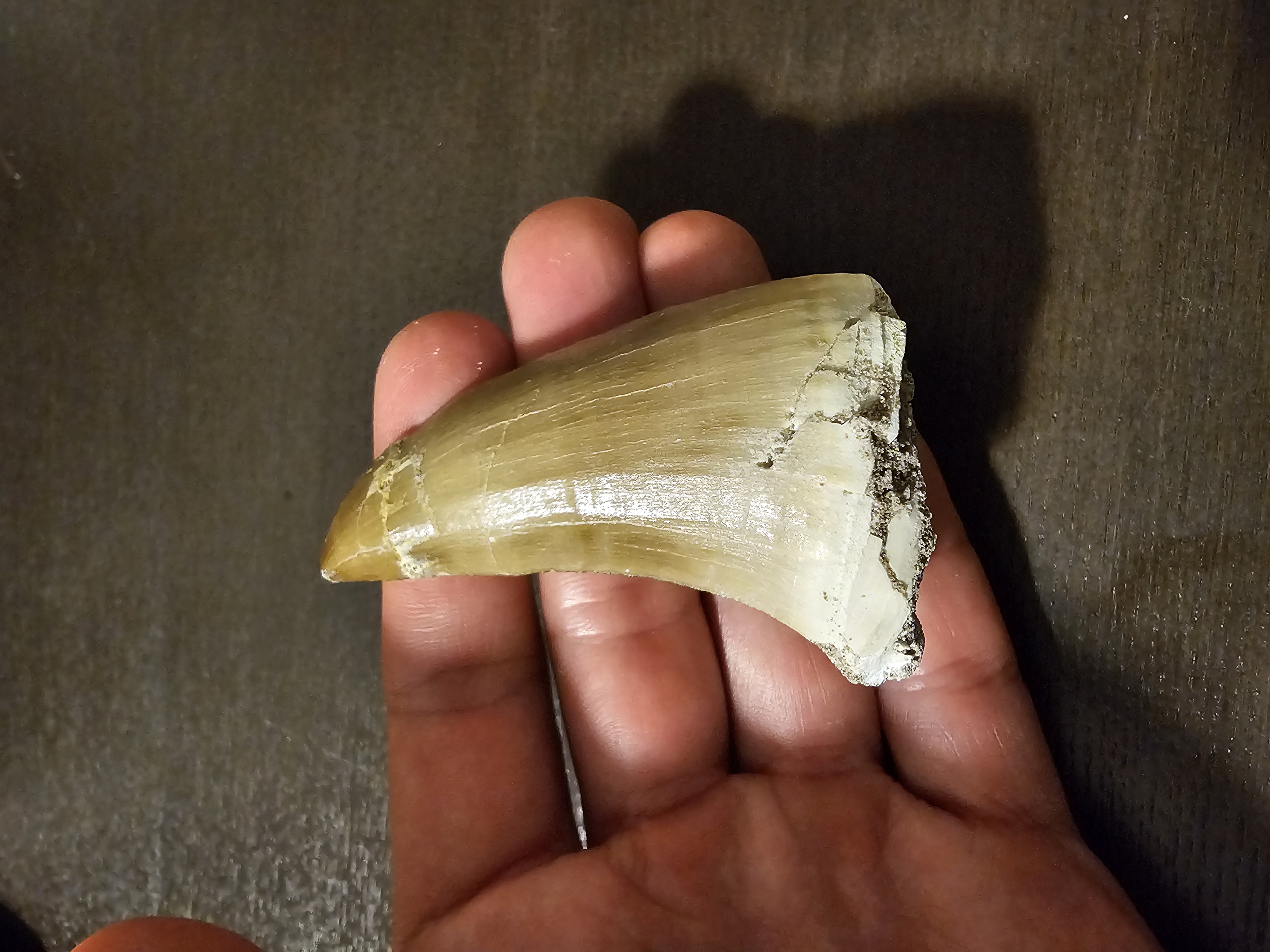 Mosasaur Tooth (hoffmanni)