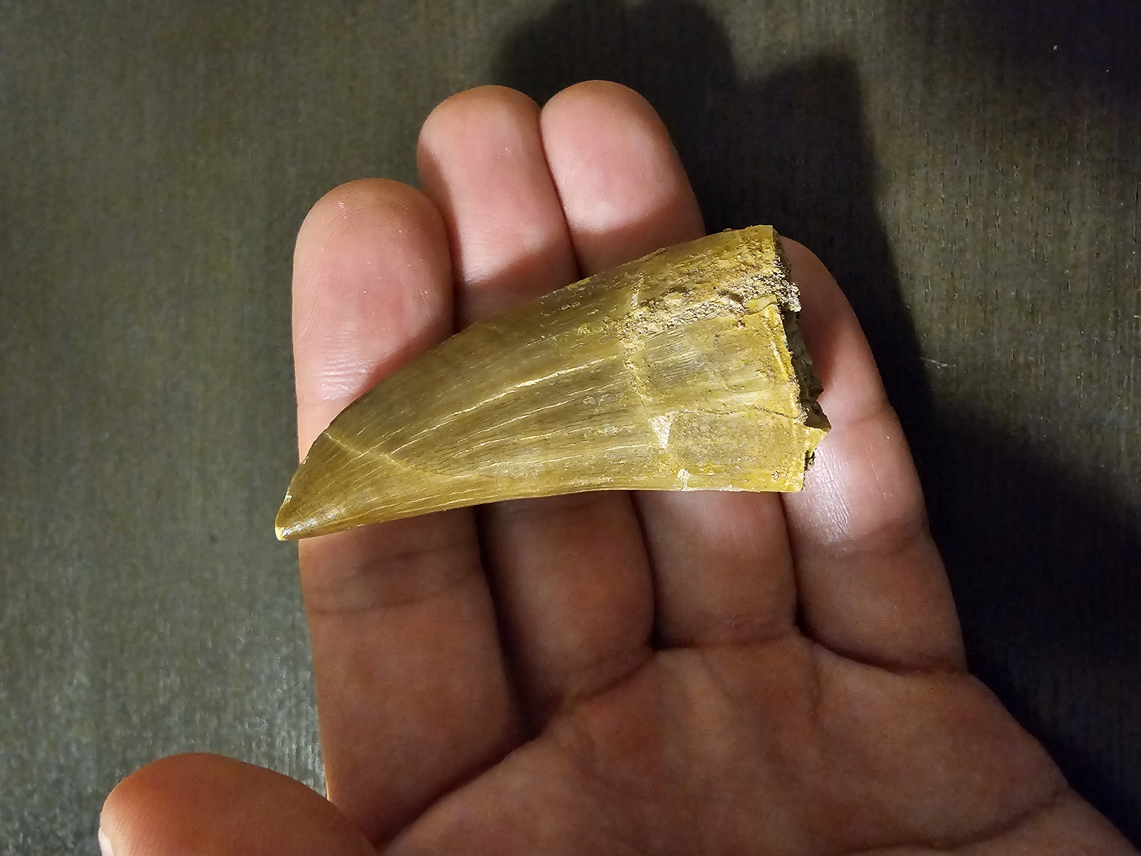 Mosasaurus Tooth (Hofmanni)