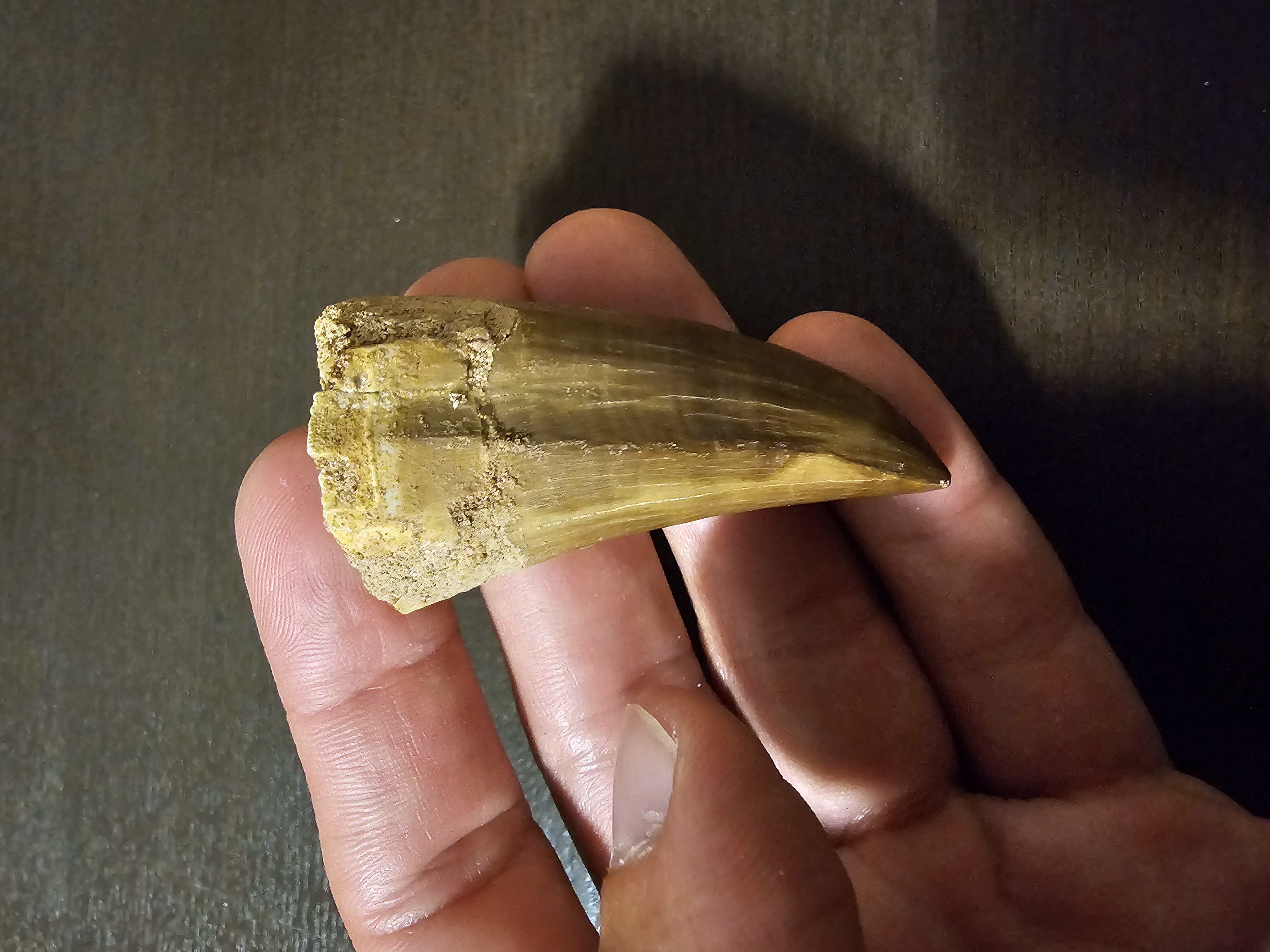 Mosasaurus Tooth (Hainosaurus)