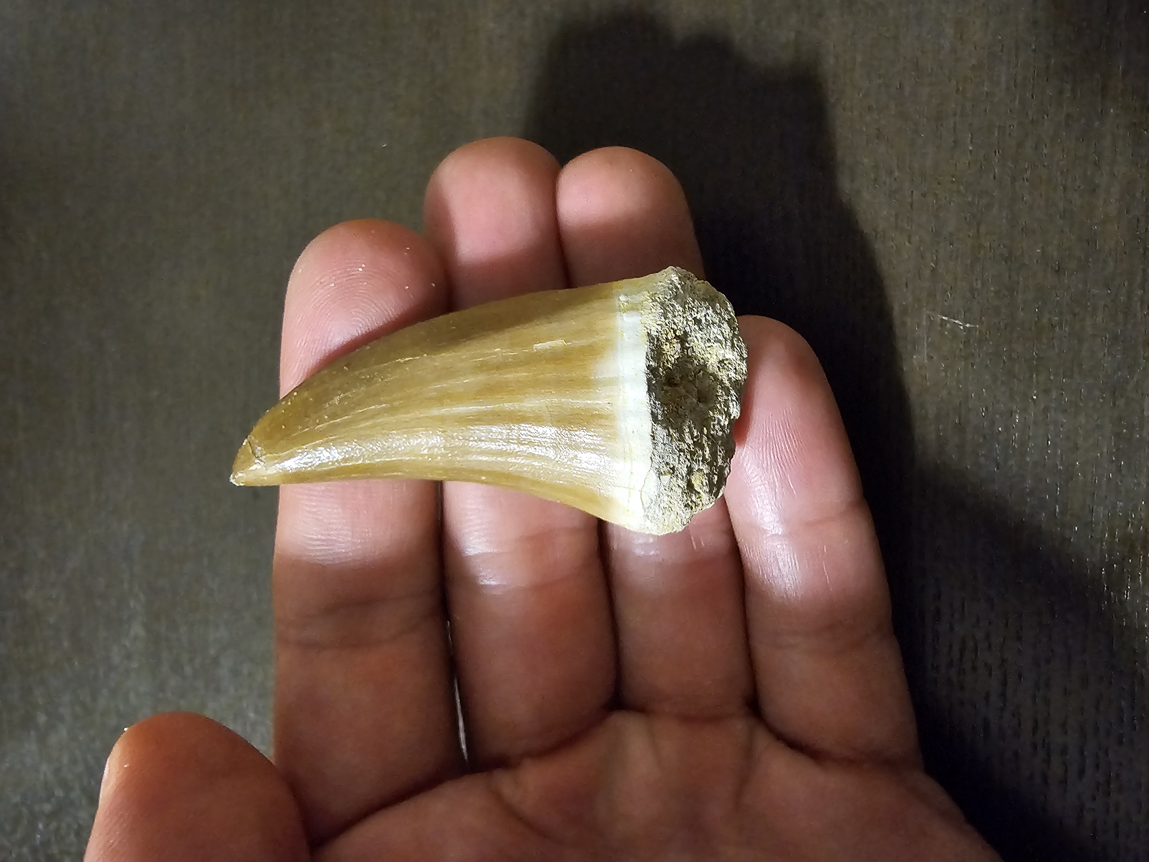 Mosasaurus Tooth (Hainosaurus)