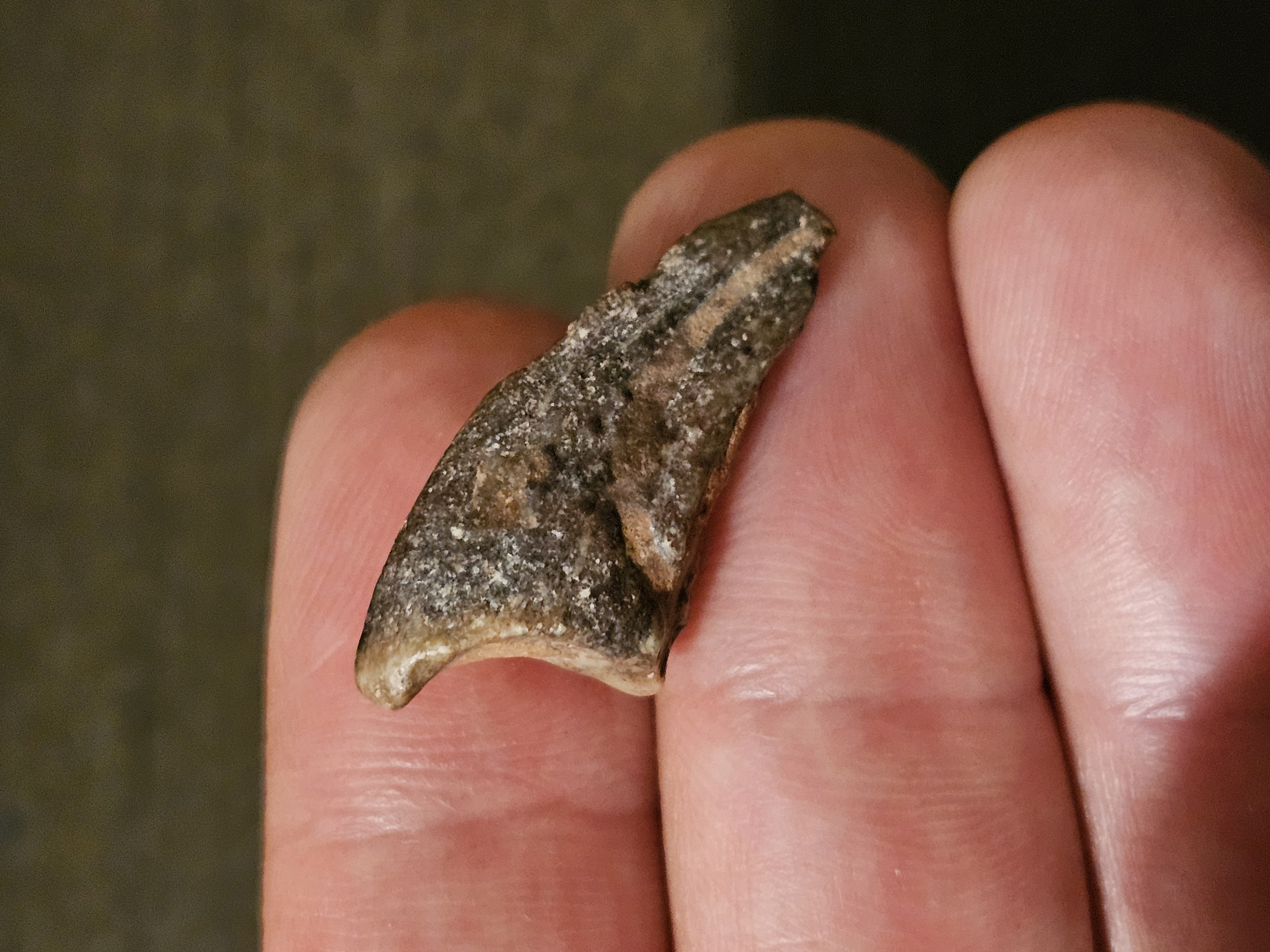 Majungasaurus Claw