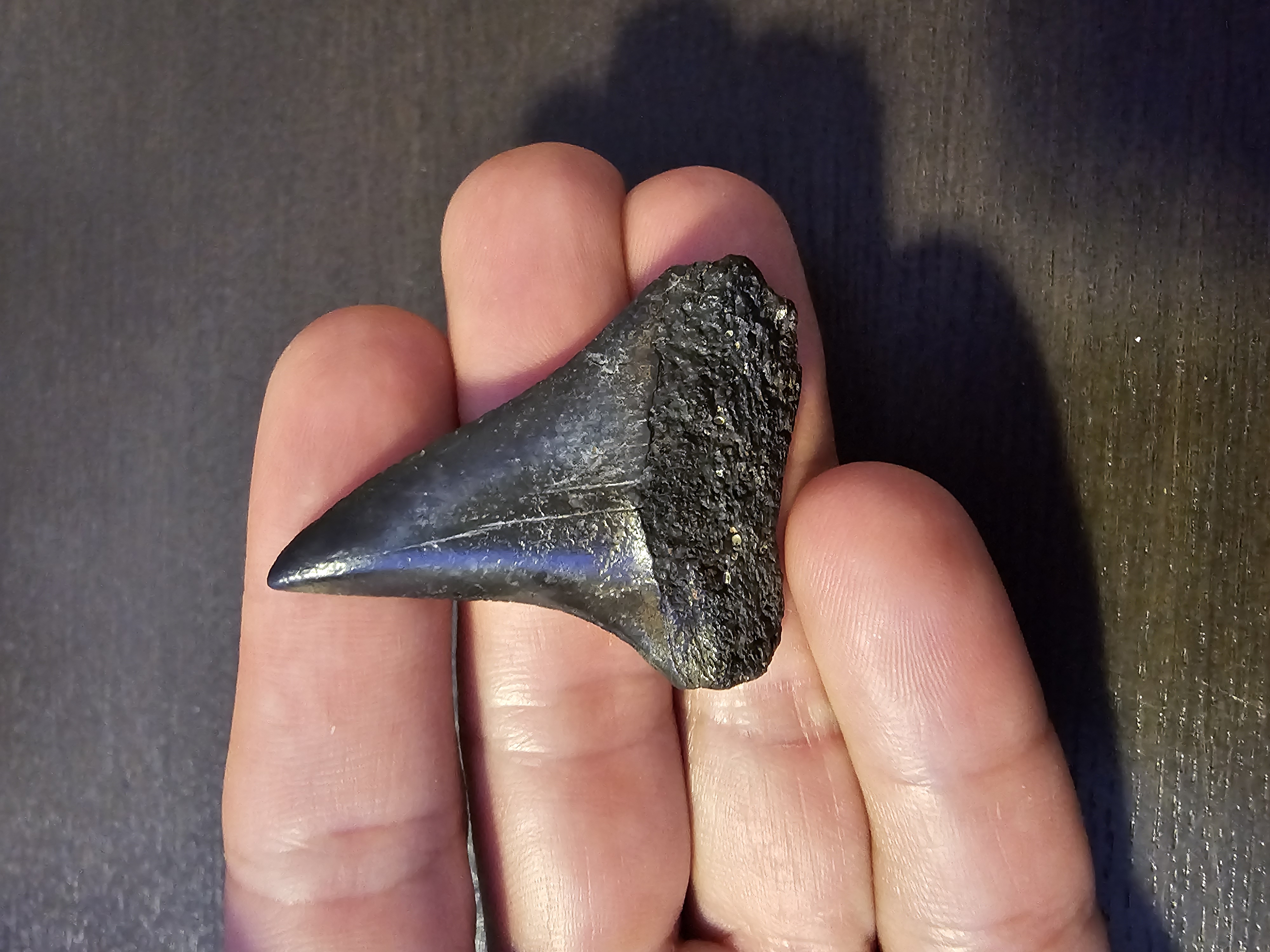 Hastalis Tooth