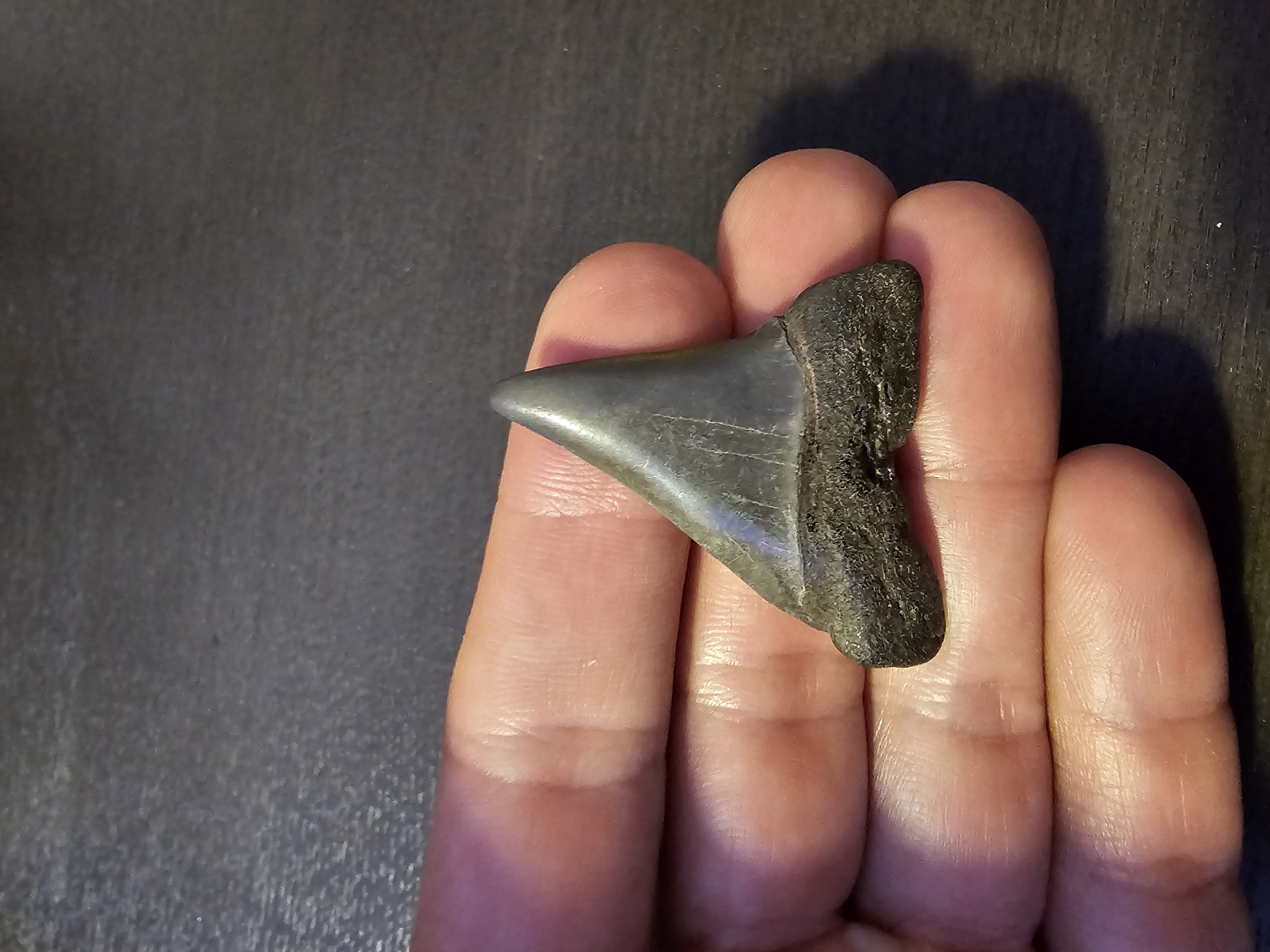 Hastalis Tooth