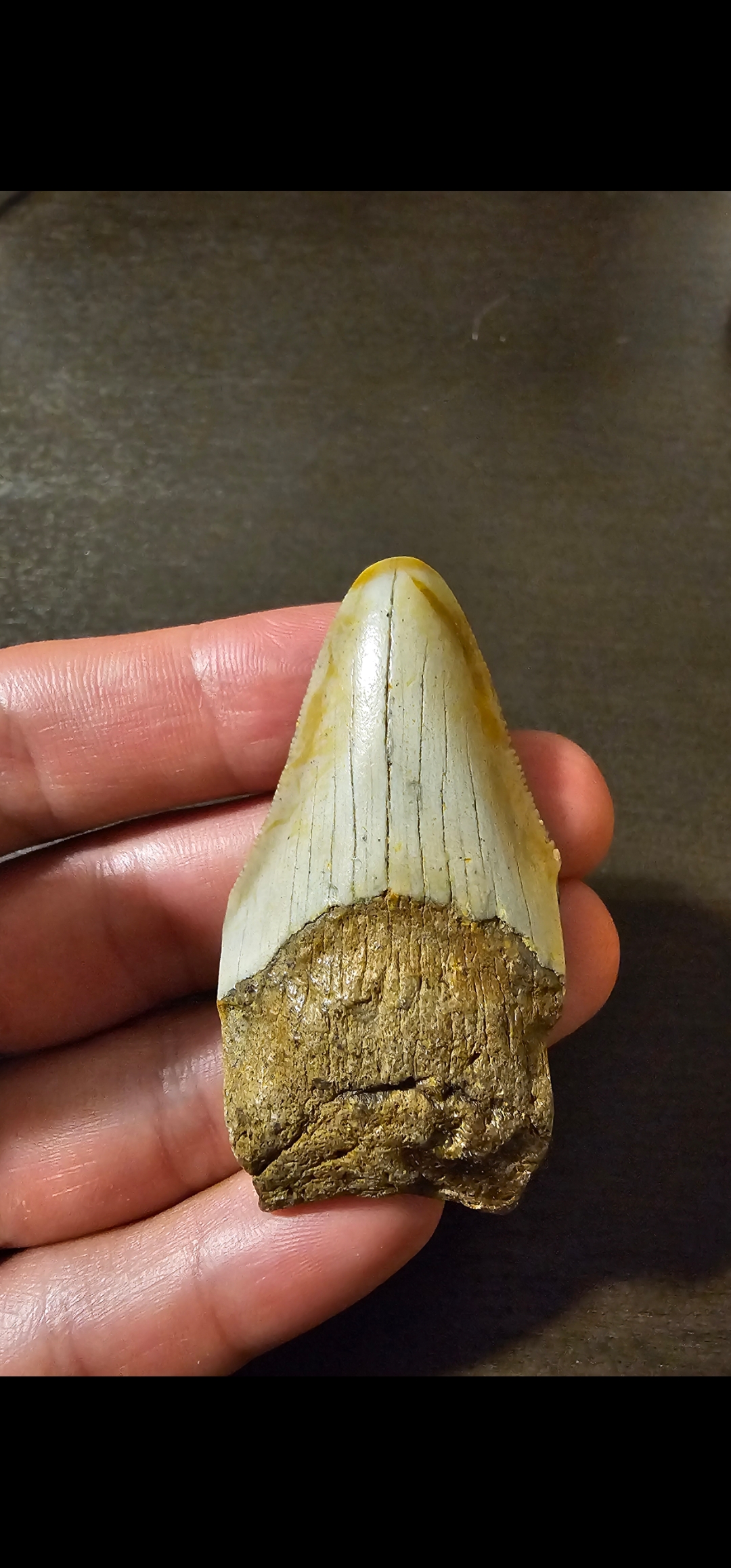 Megalodon Tooth