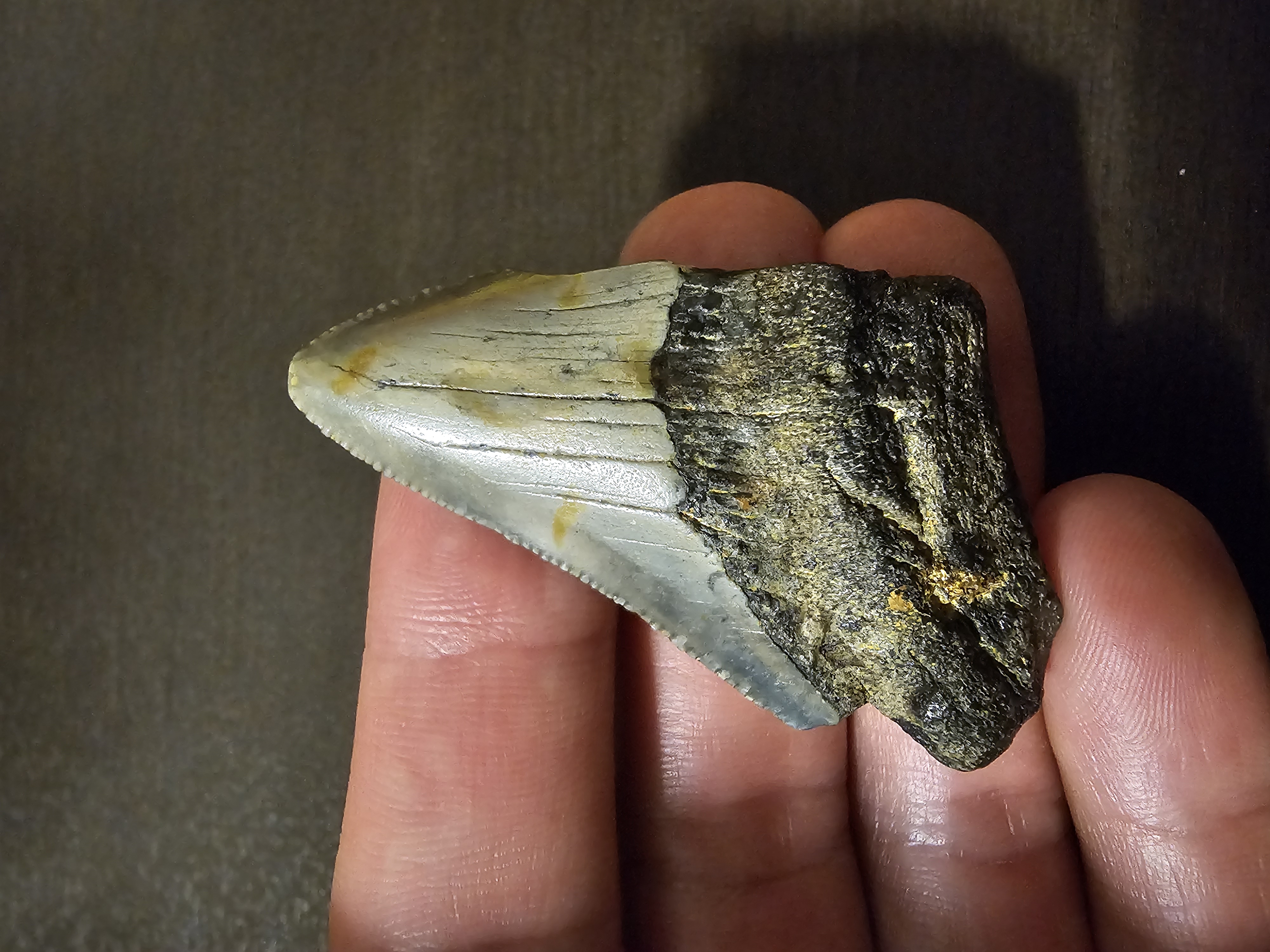 Megalodon Tooth