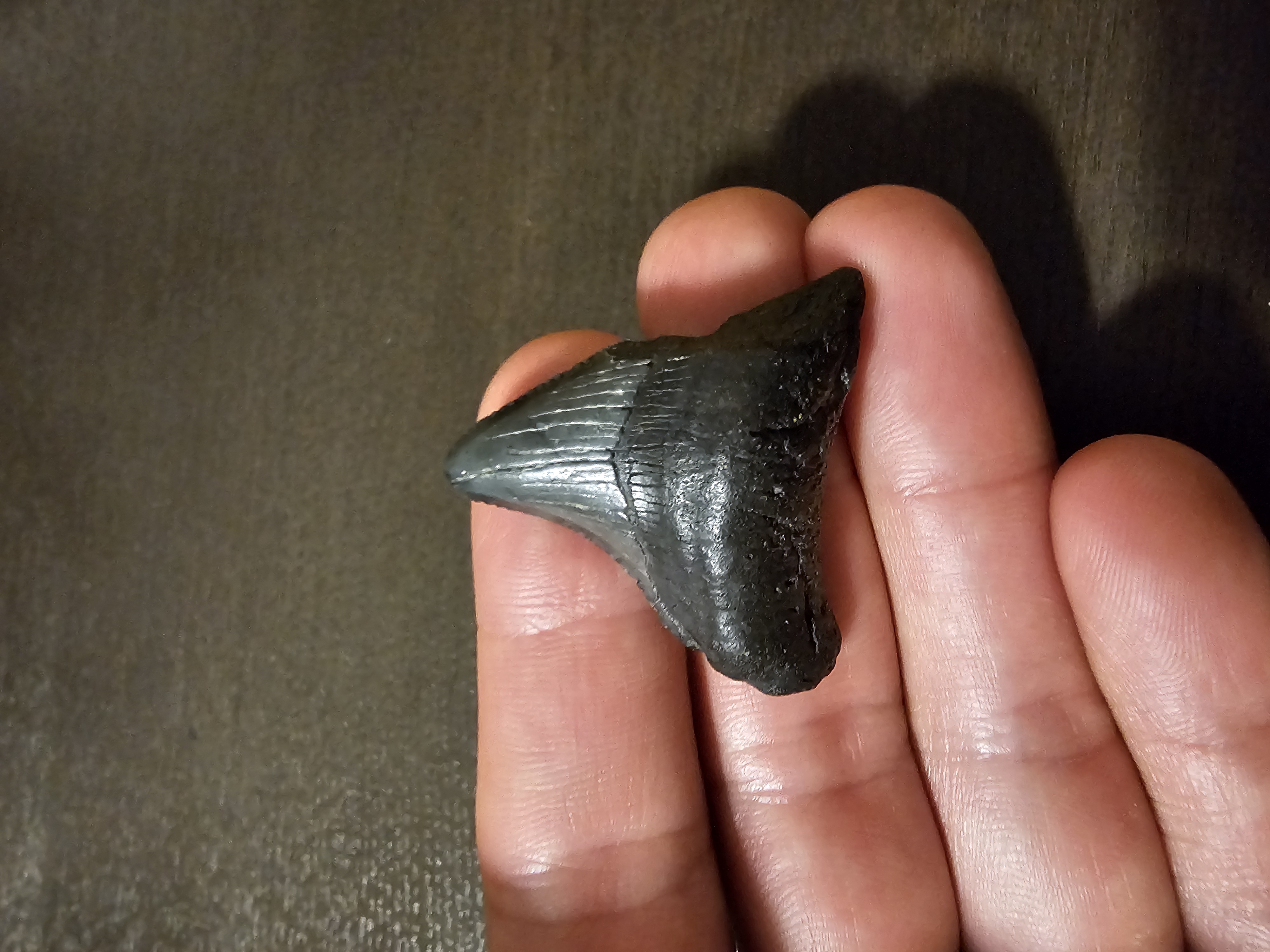 Megalodon Tooth