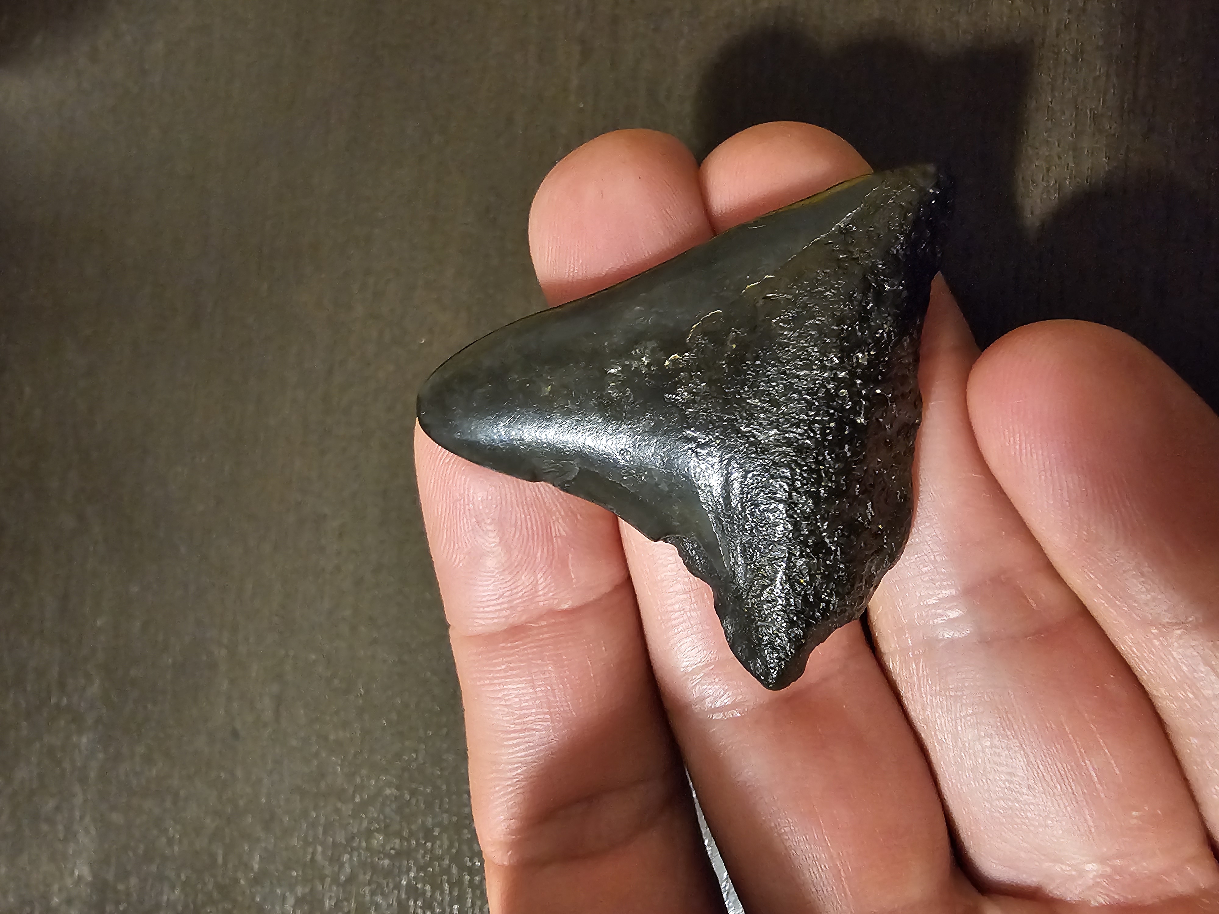 Megalodon Tooth