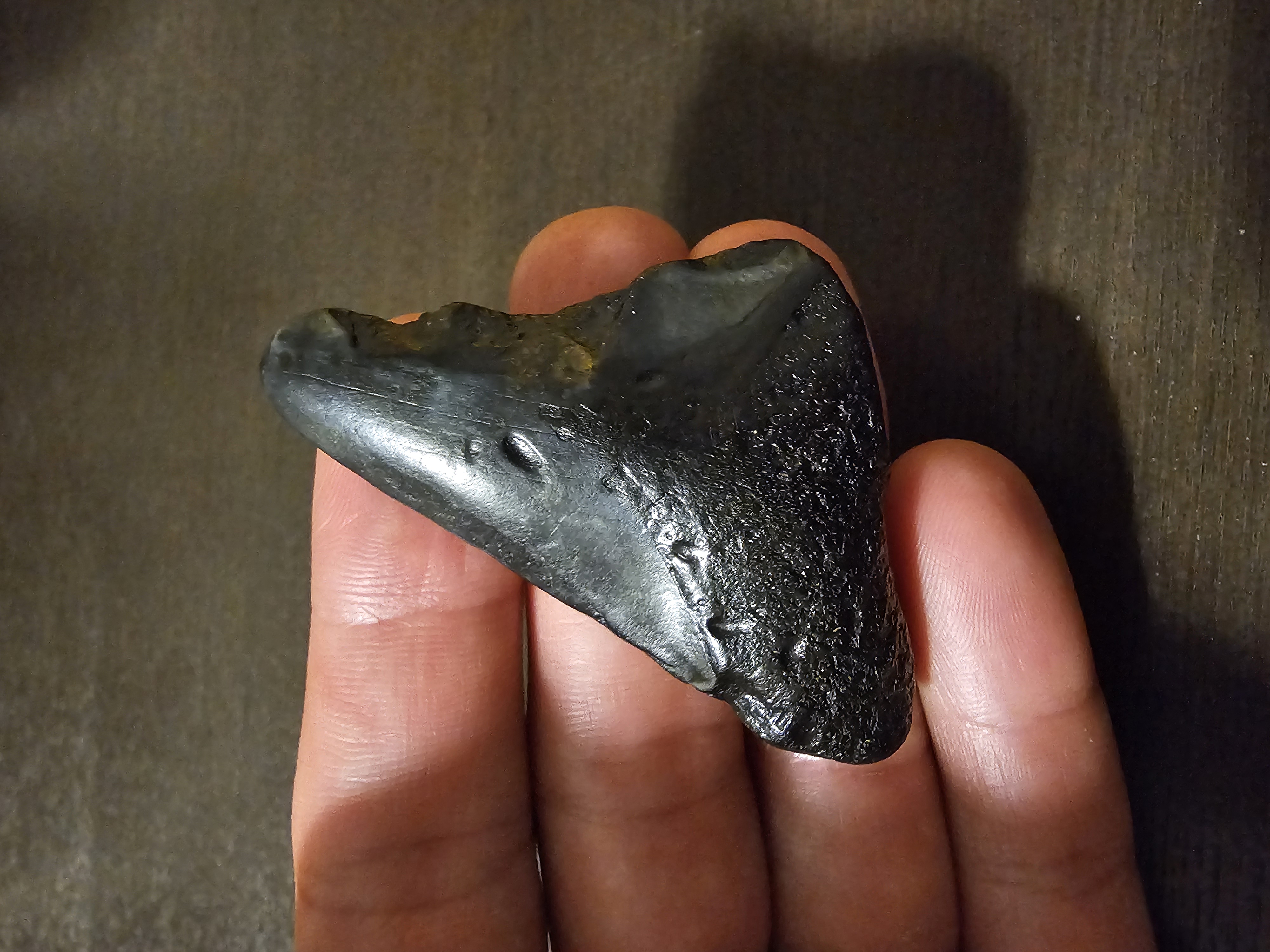 Megalodon Tooth