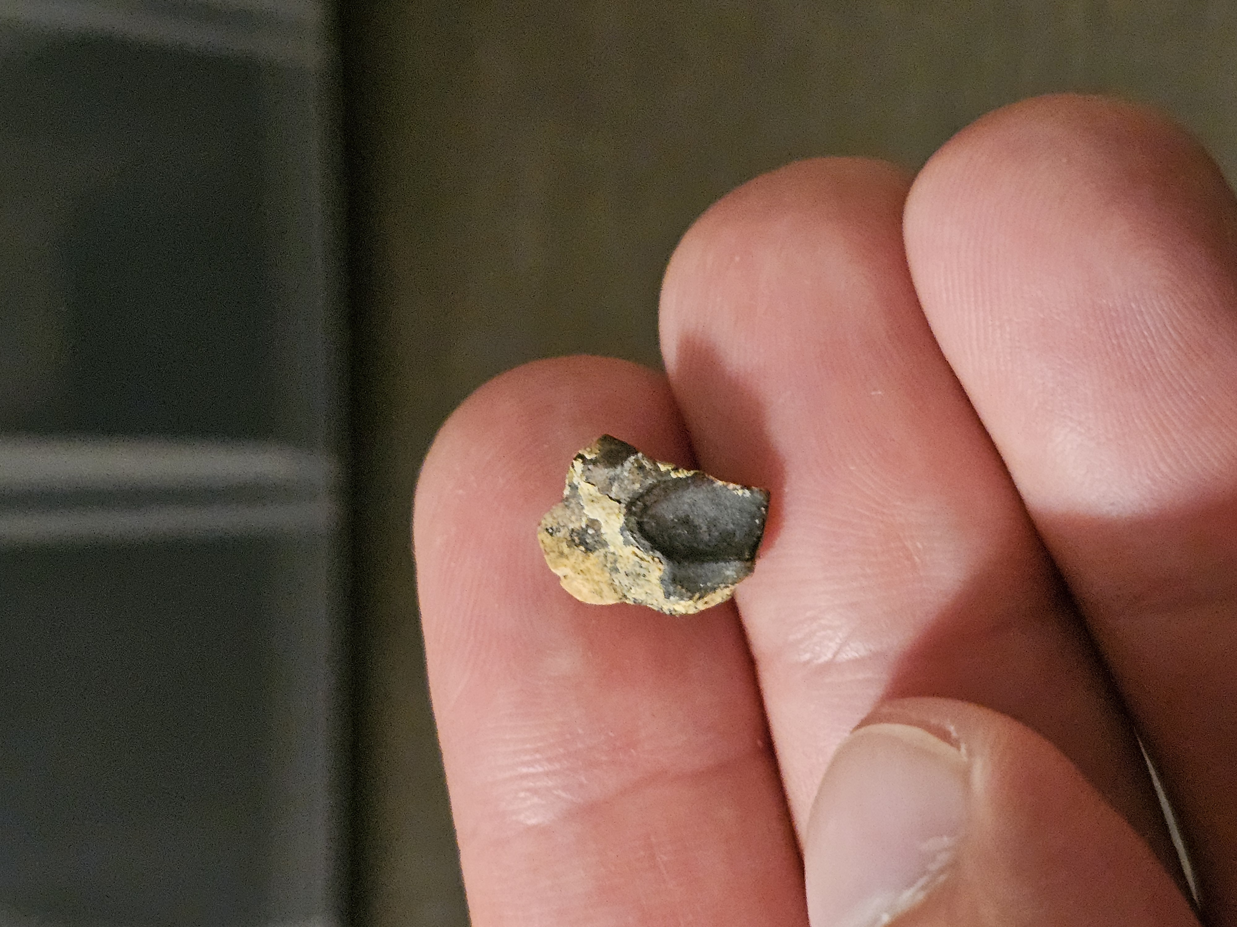 Triceratops tooth