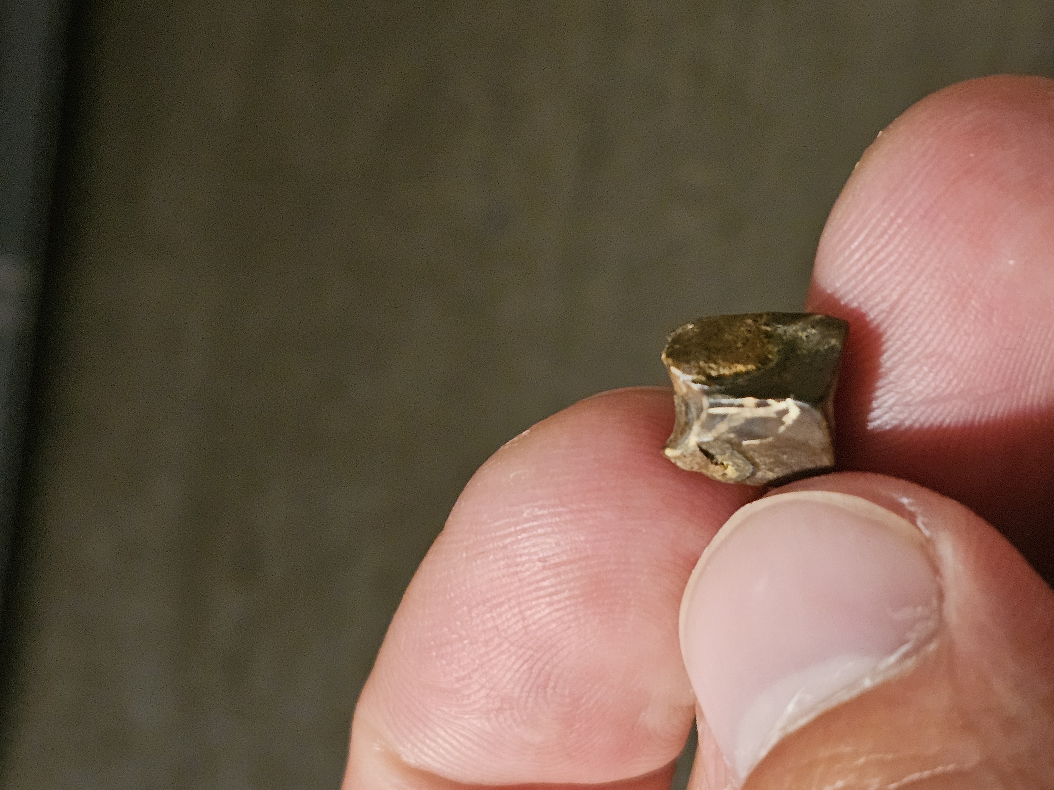 Triceratops tooth