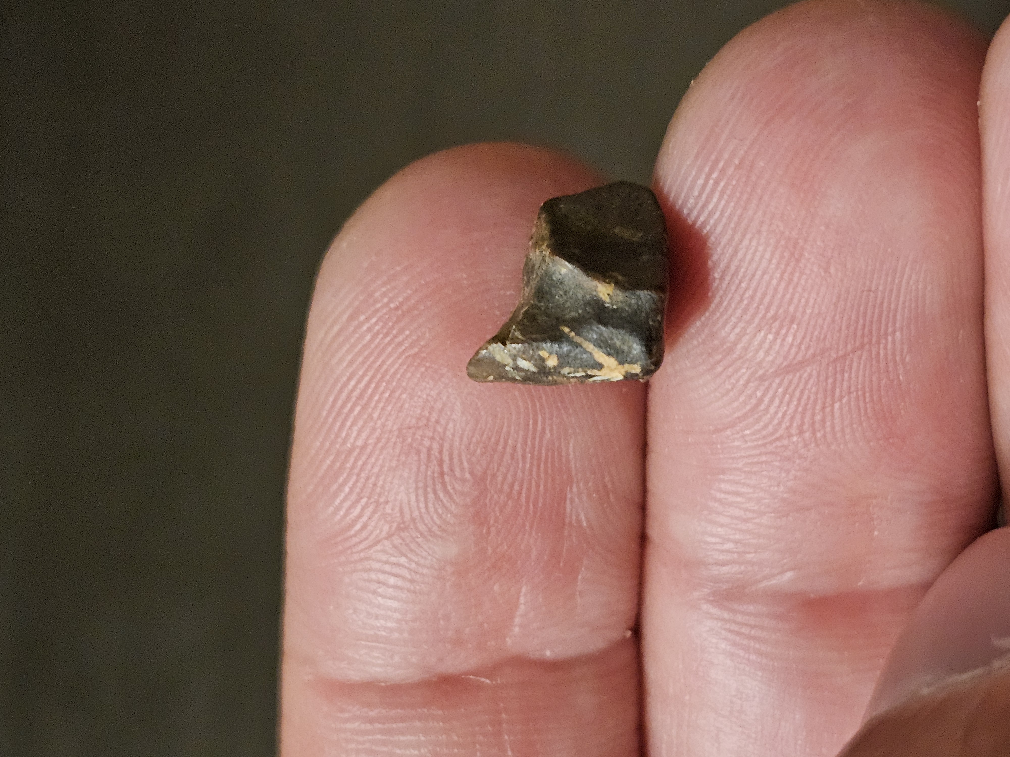 Triceratops tooth