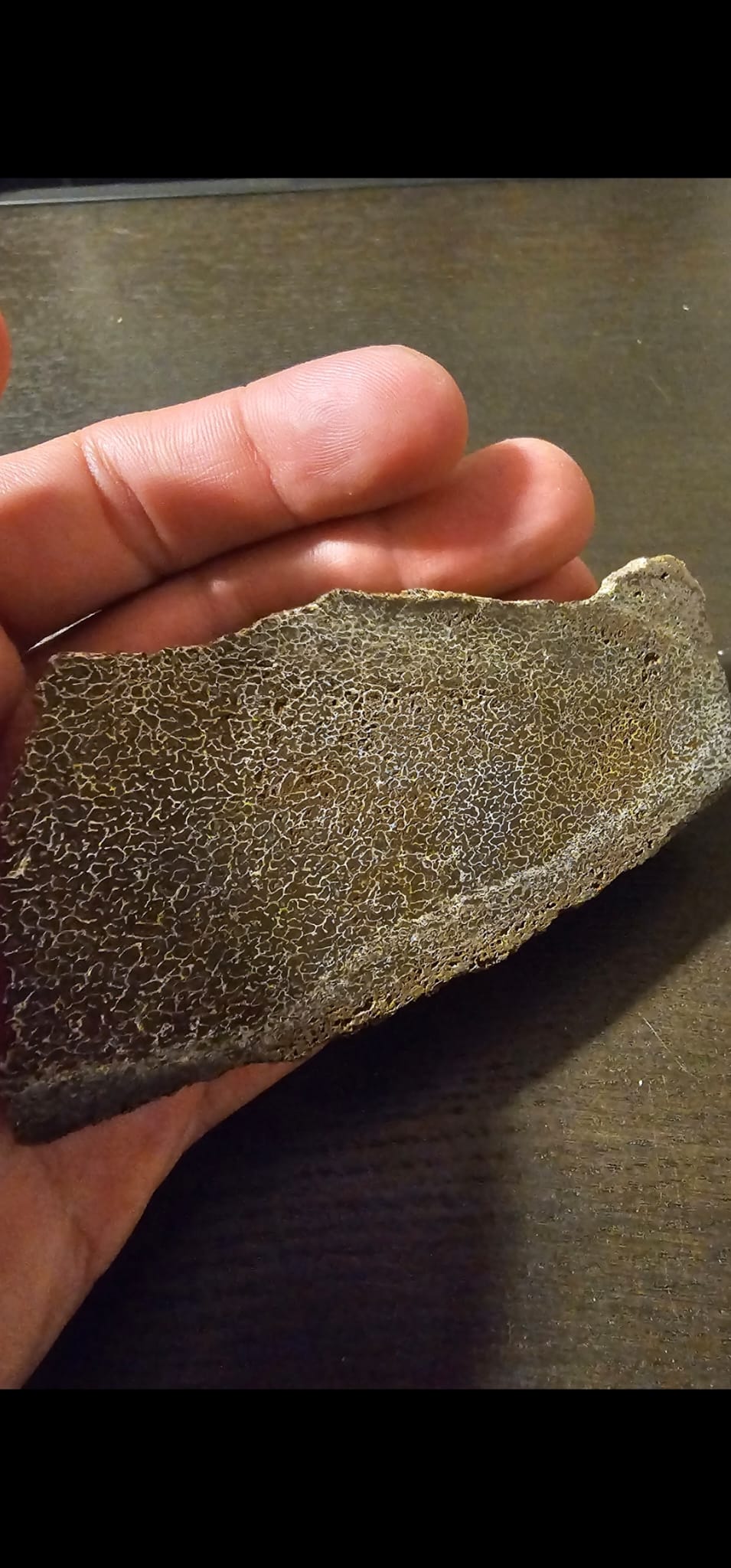 Hadrosaurus bone (sliced)