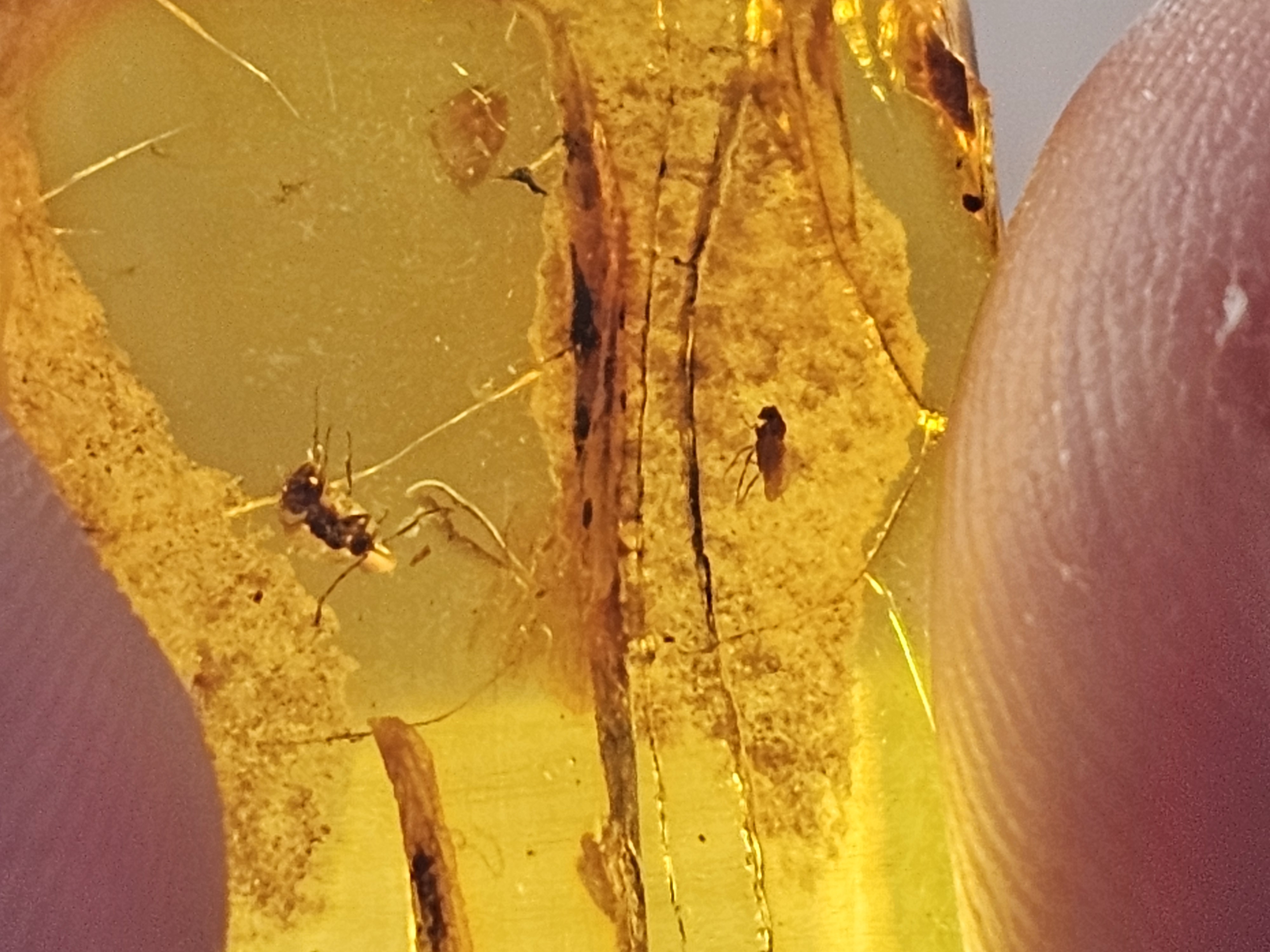 Baltic Cretaceous Amber (Ant, Gnat and Leaf)