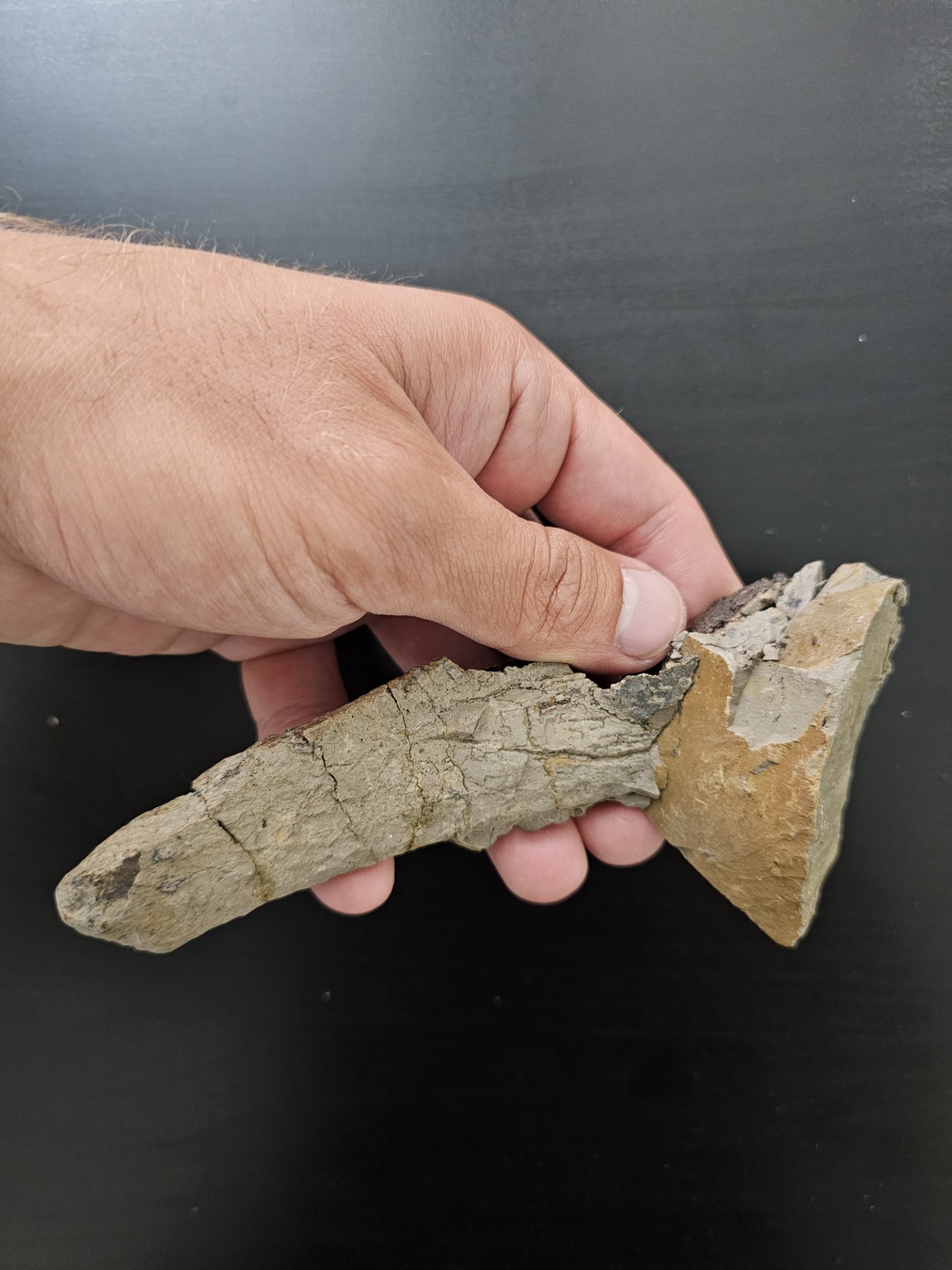 Juvenile Hadrosaur Rib Attached To Bone