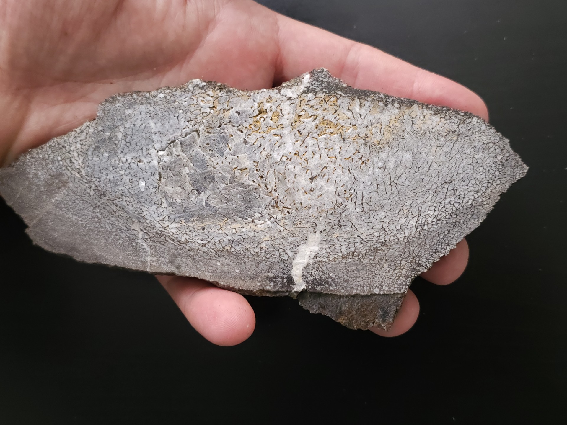 Edmontosaurus Bone (Sliced) 