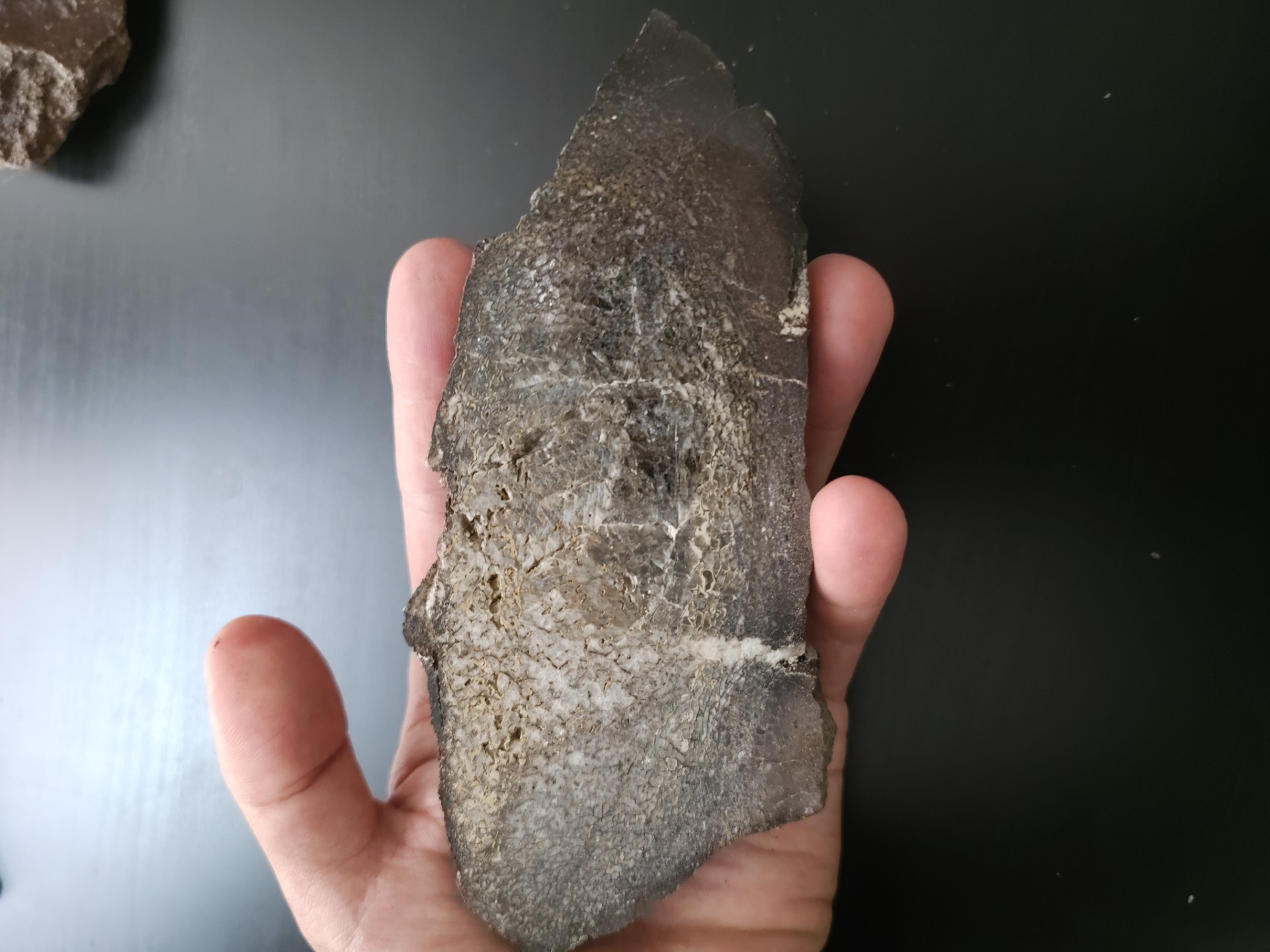 Edmontosaurus Bone (Sliced) 
