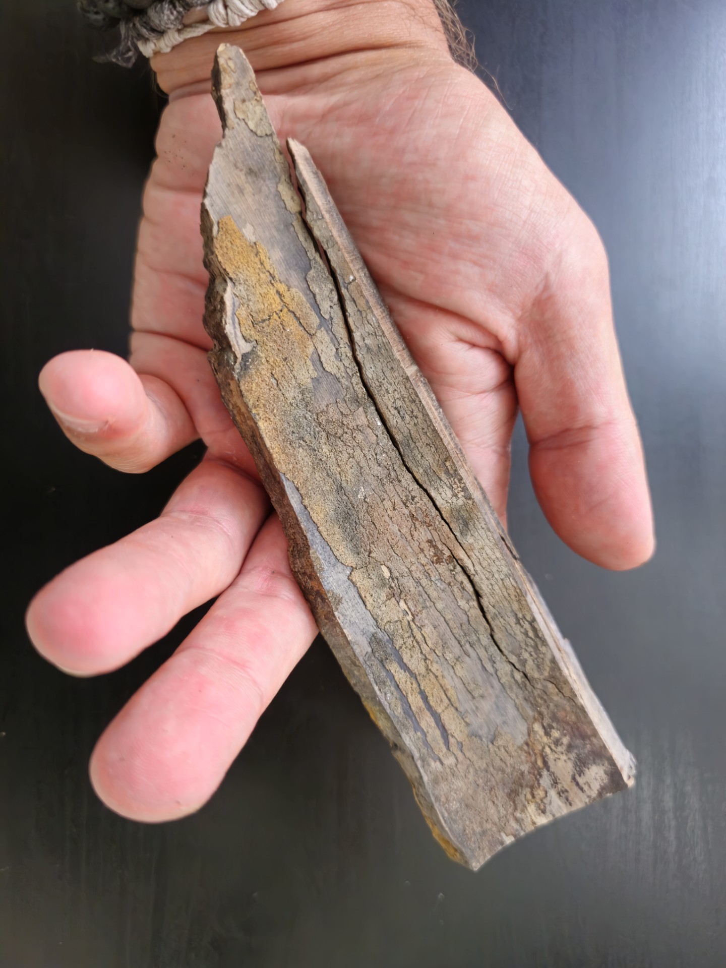 Partial Mammoth Tusk (Alaska)