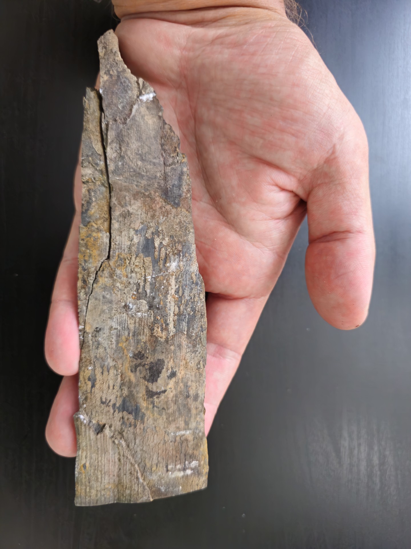 Partial Mammoth Tusk (Alaska)