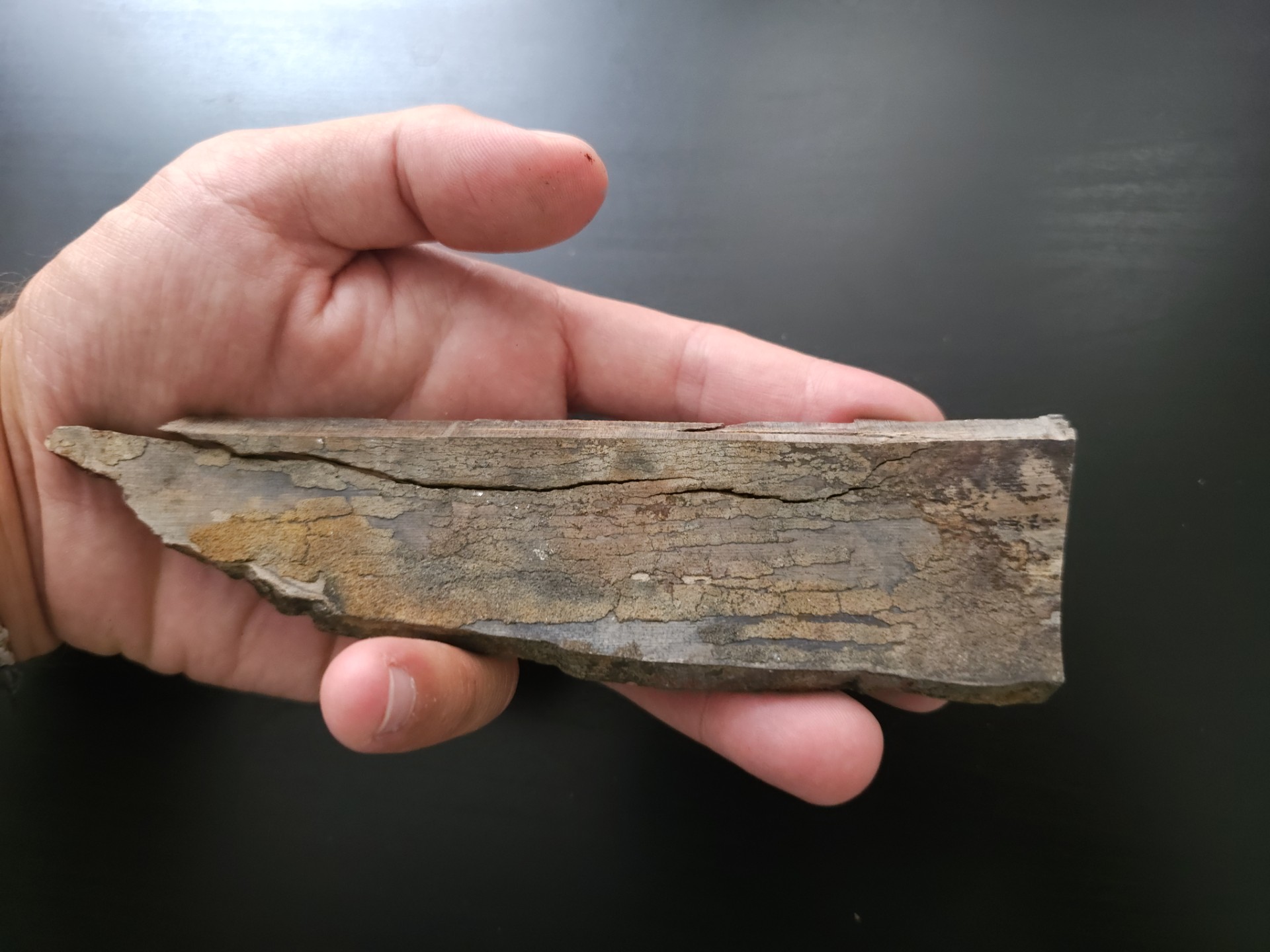 Partial Mammoth Tusk (Alaska)
