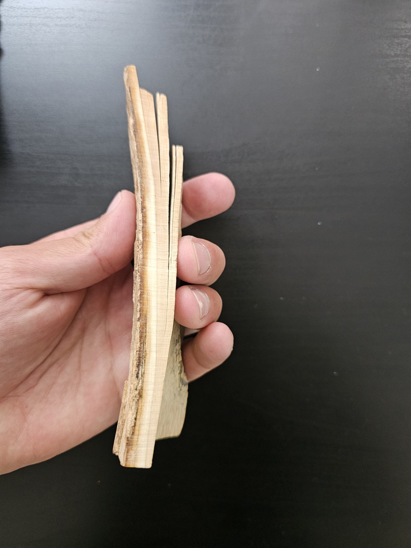 Partial Mammoth Tusk (Alaska)