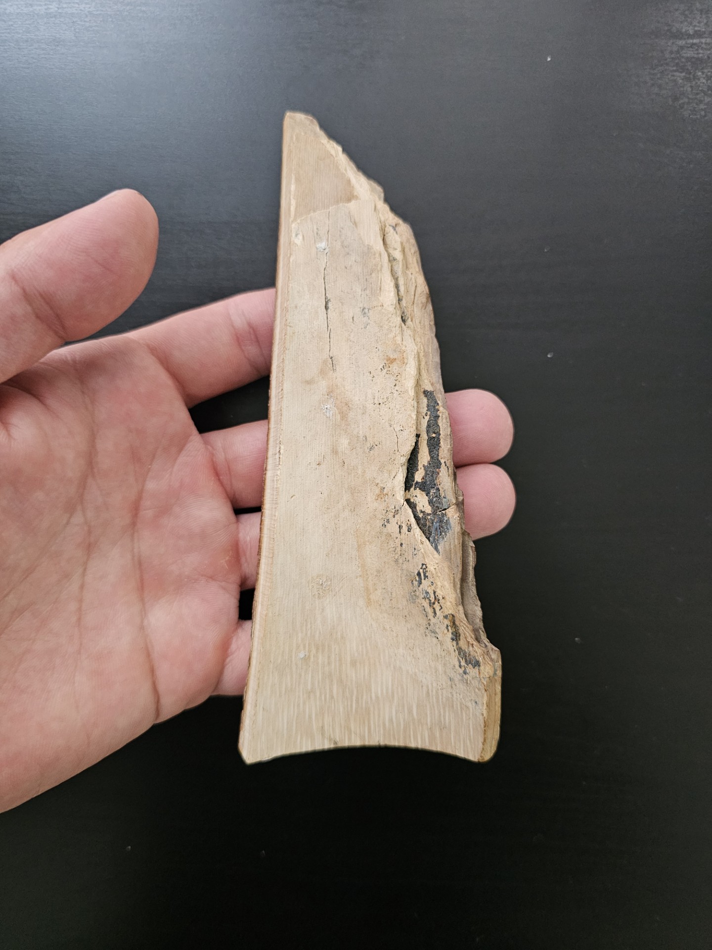 Partial Mammoth Tusk (Alaska)