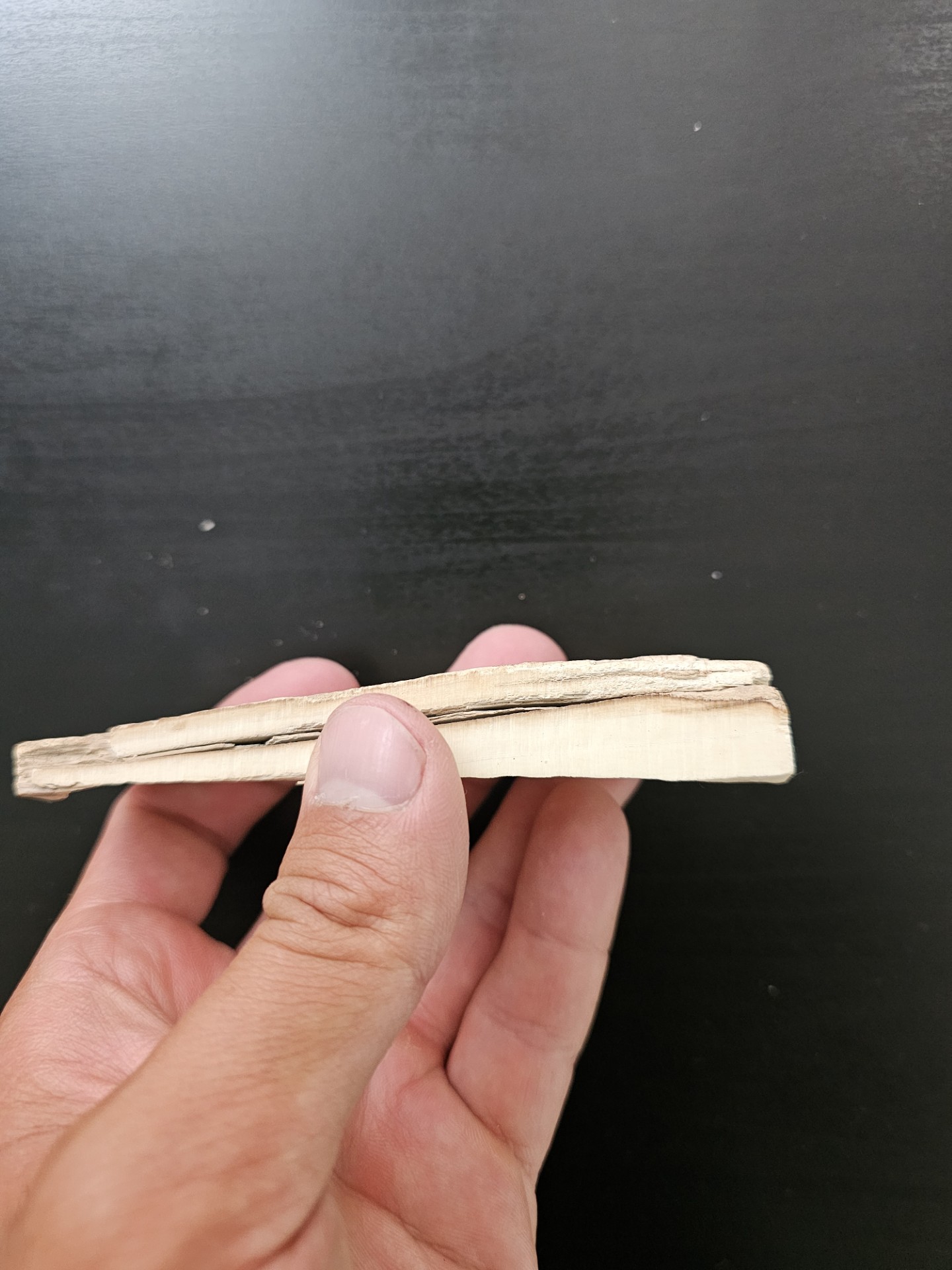 Partial Mammoth Tusk (Alaska)