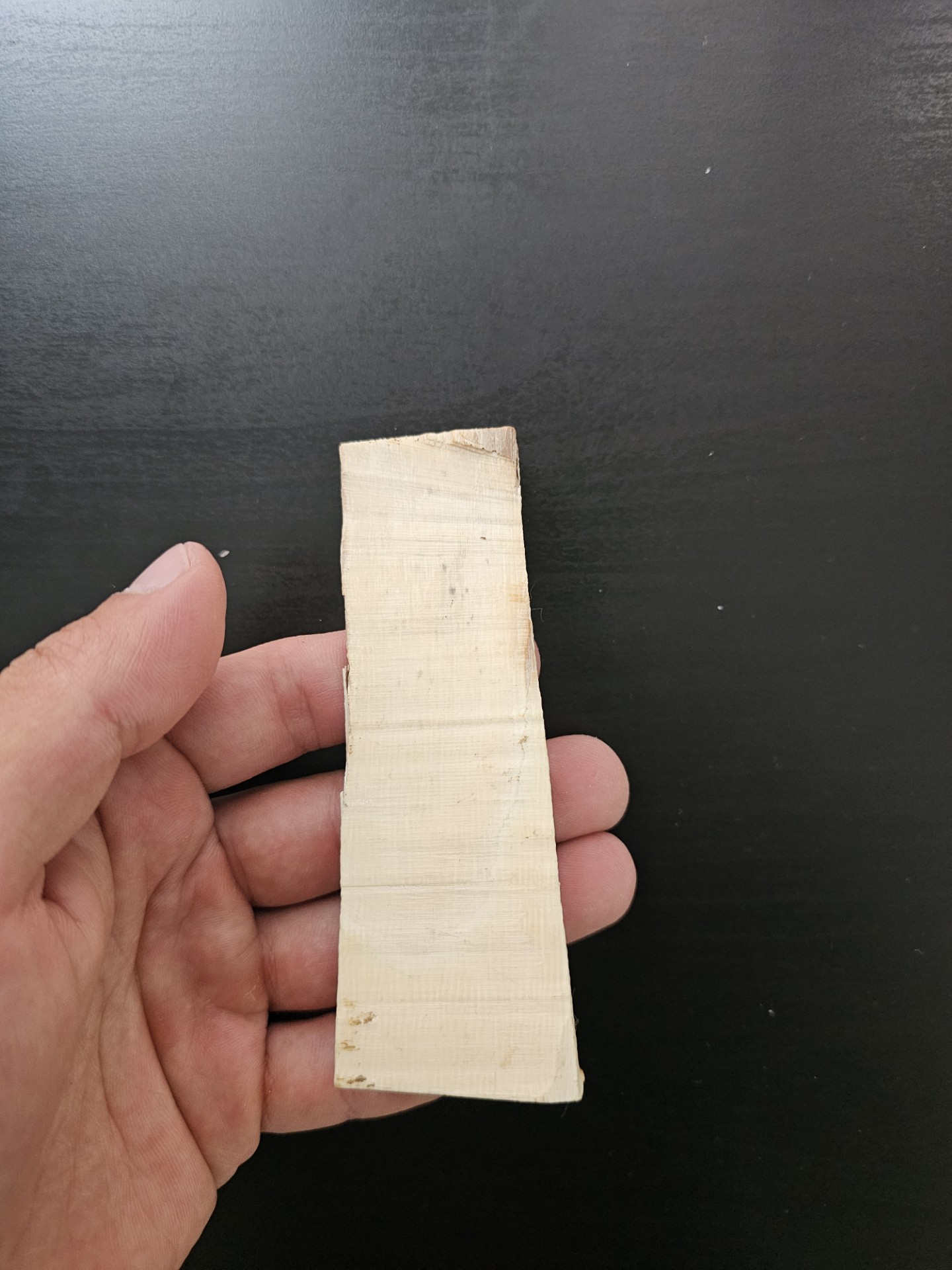 Partial Mammoth Tusk (Alaska)