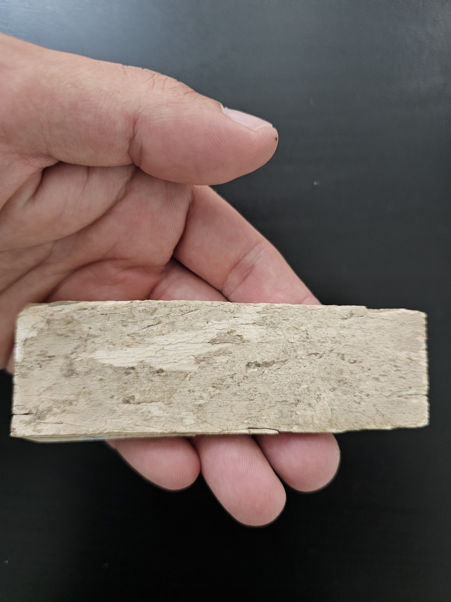 Partial Mammoth Tusk (Alaska)